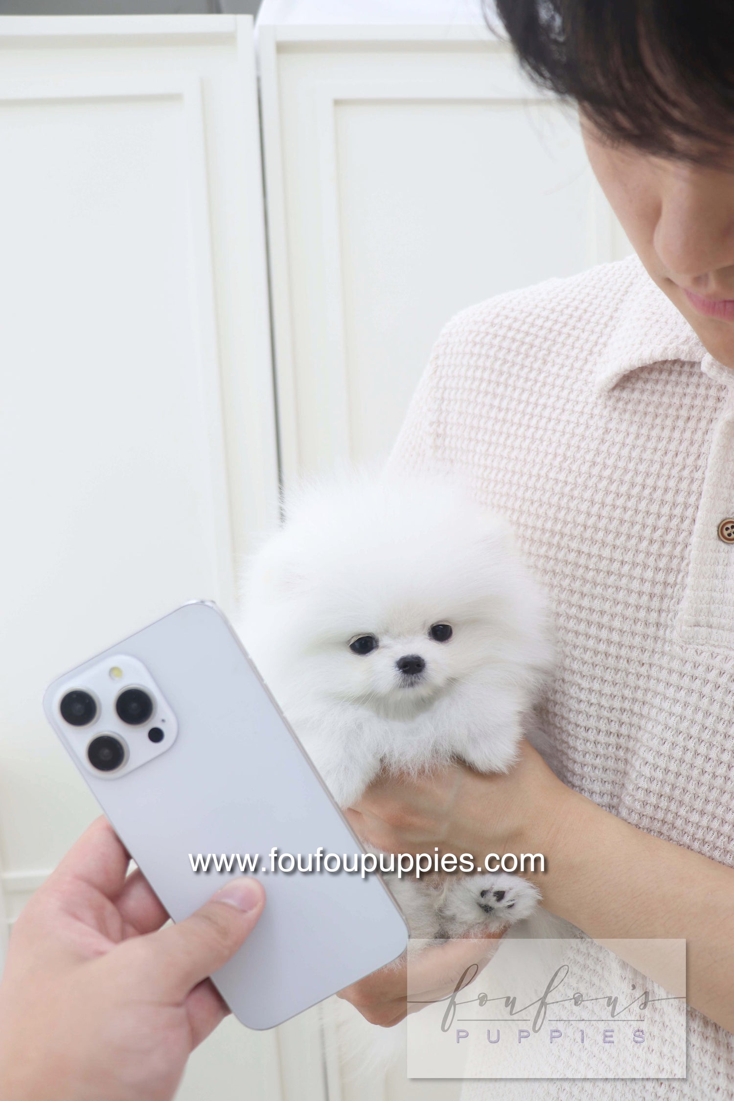 Lala - Pomeranian F.