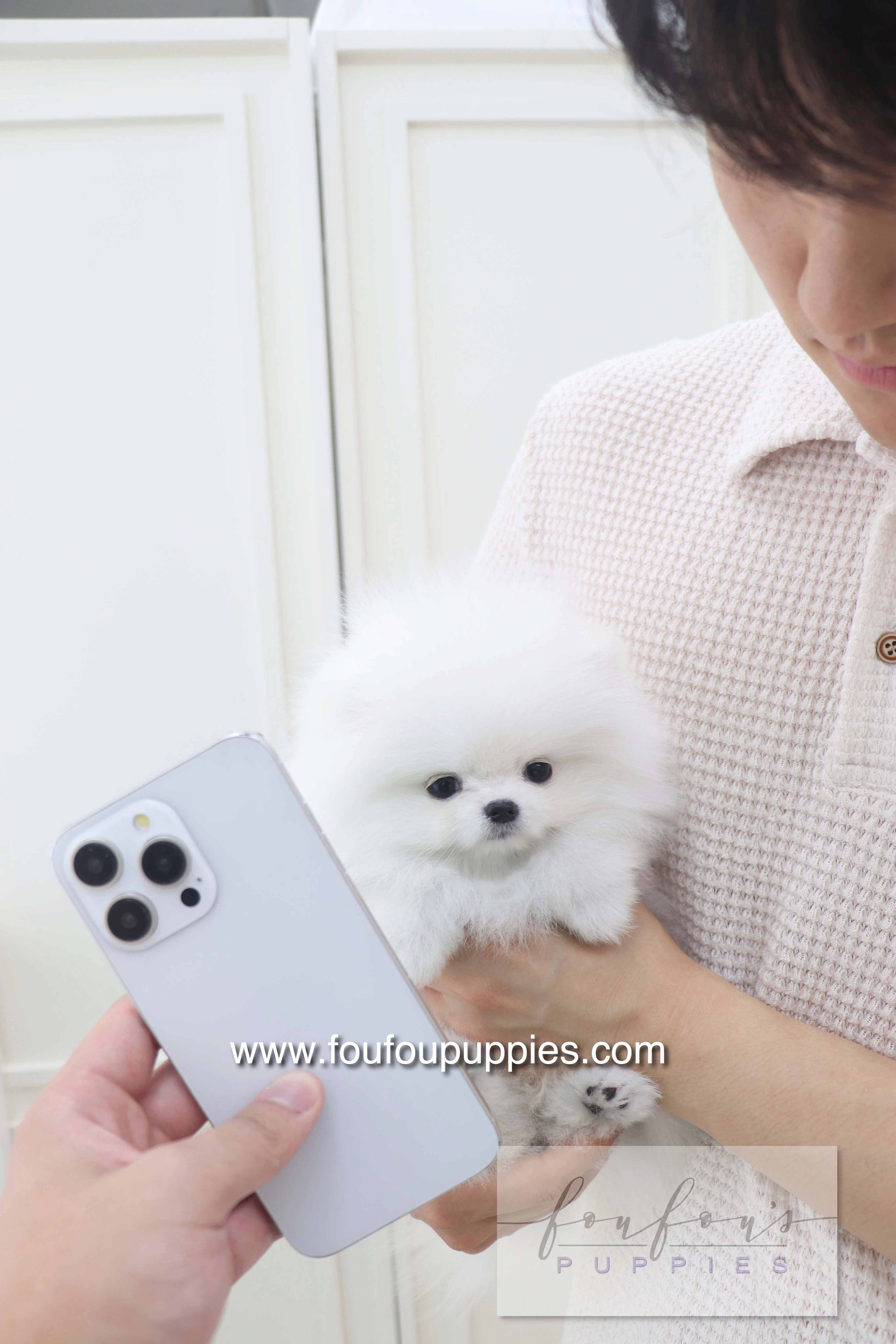 Lala - Pomeranian F.