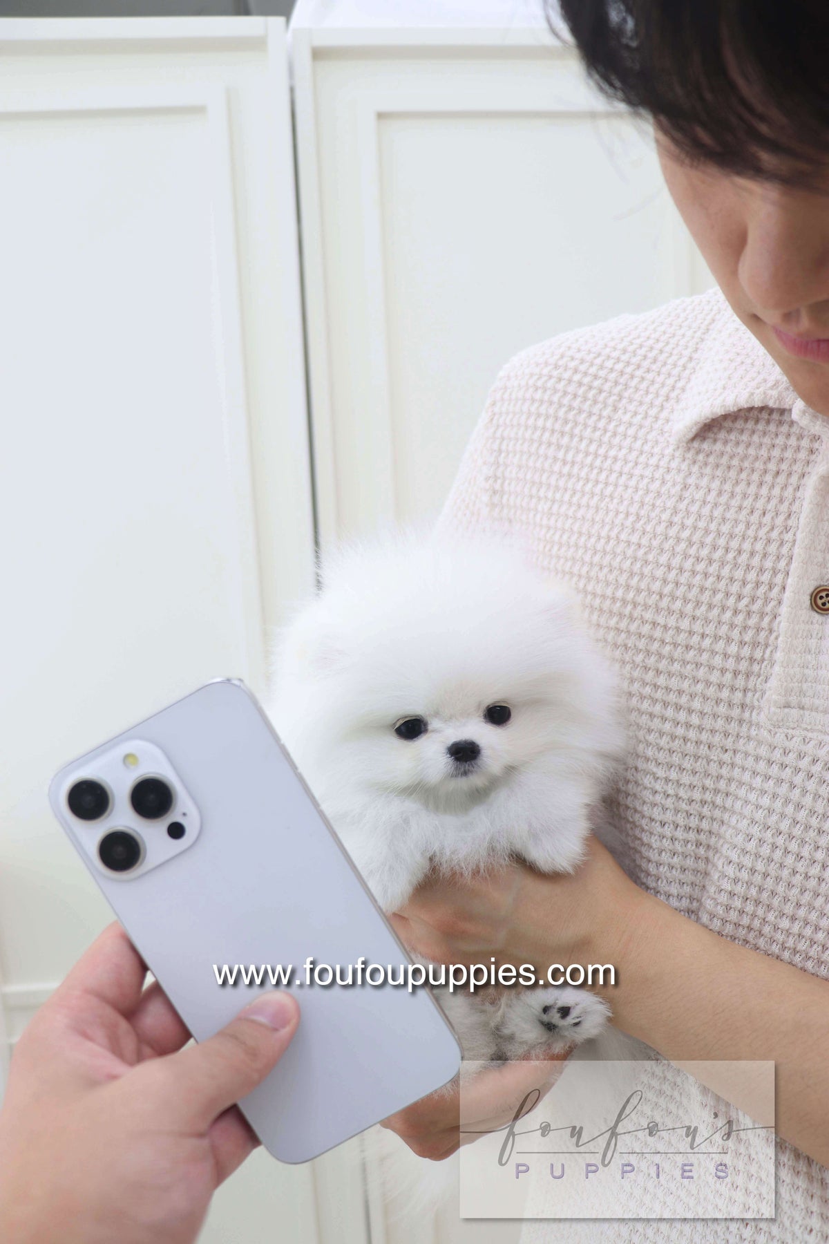 Lala - Pomeranian F.