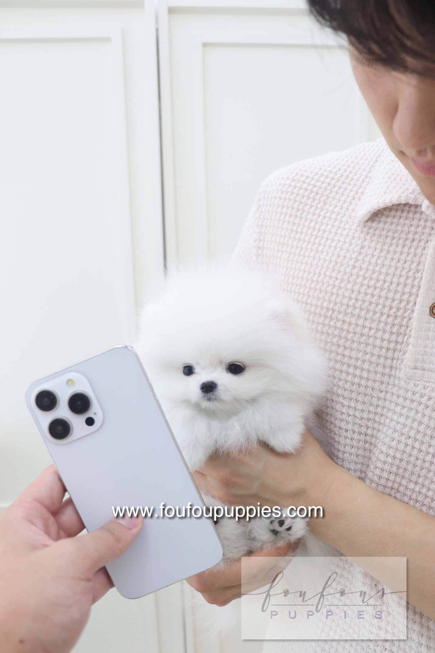Lala - Pomeranian F.