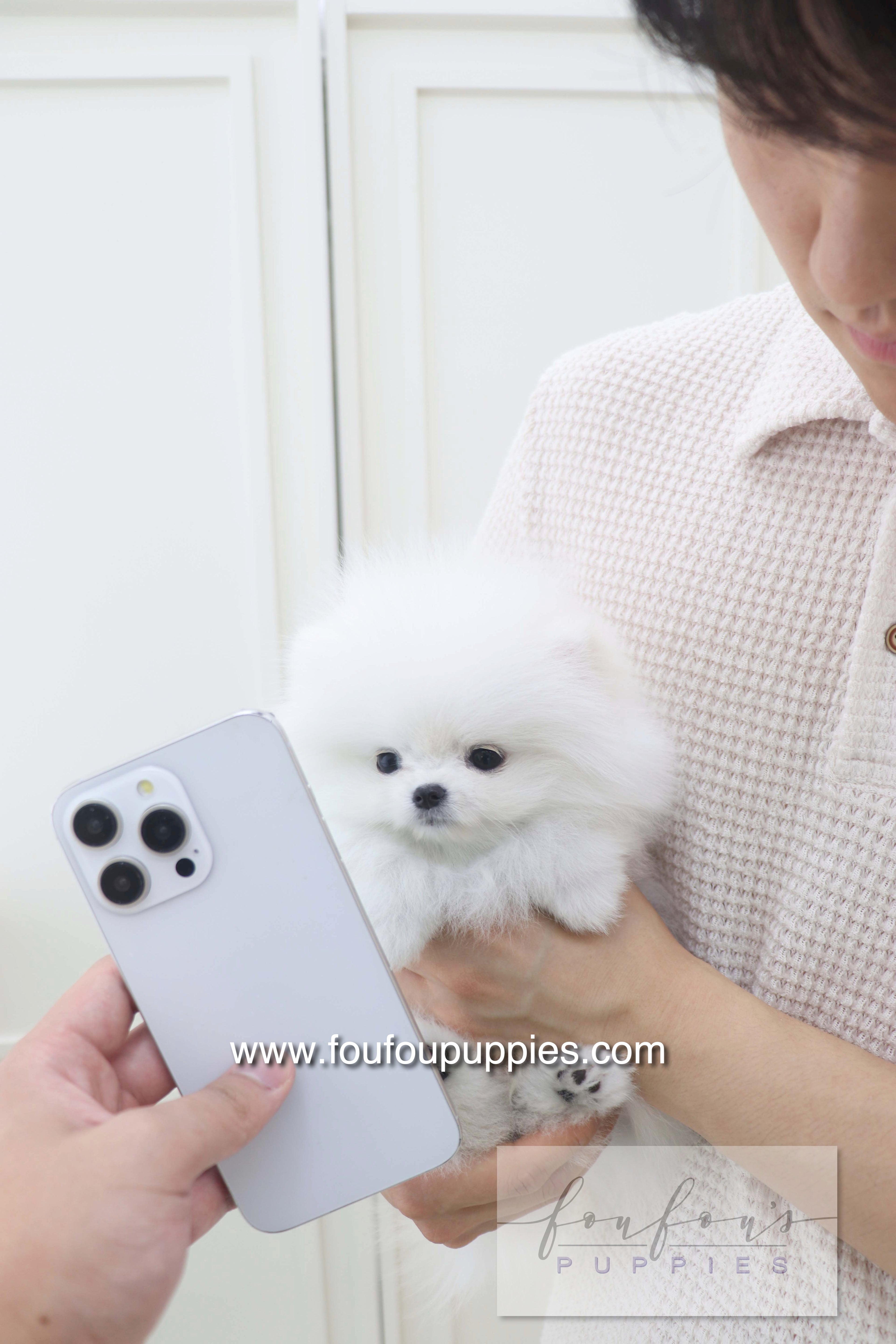 Lala - Pomeranian F.