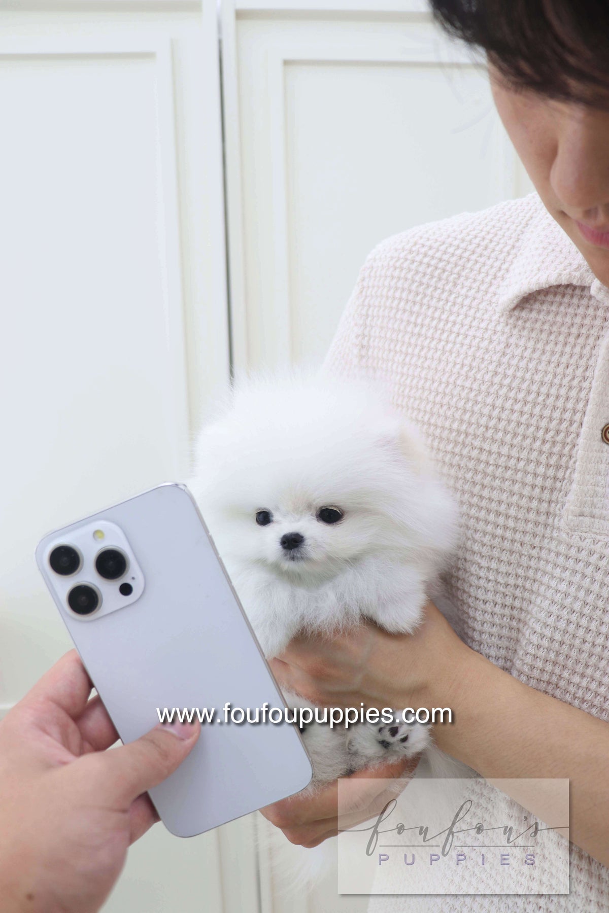 Lala - Pomeranian F.