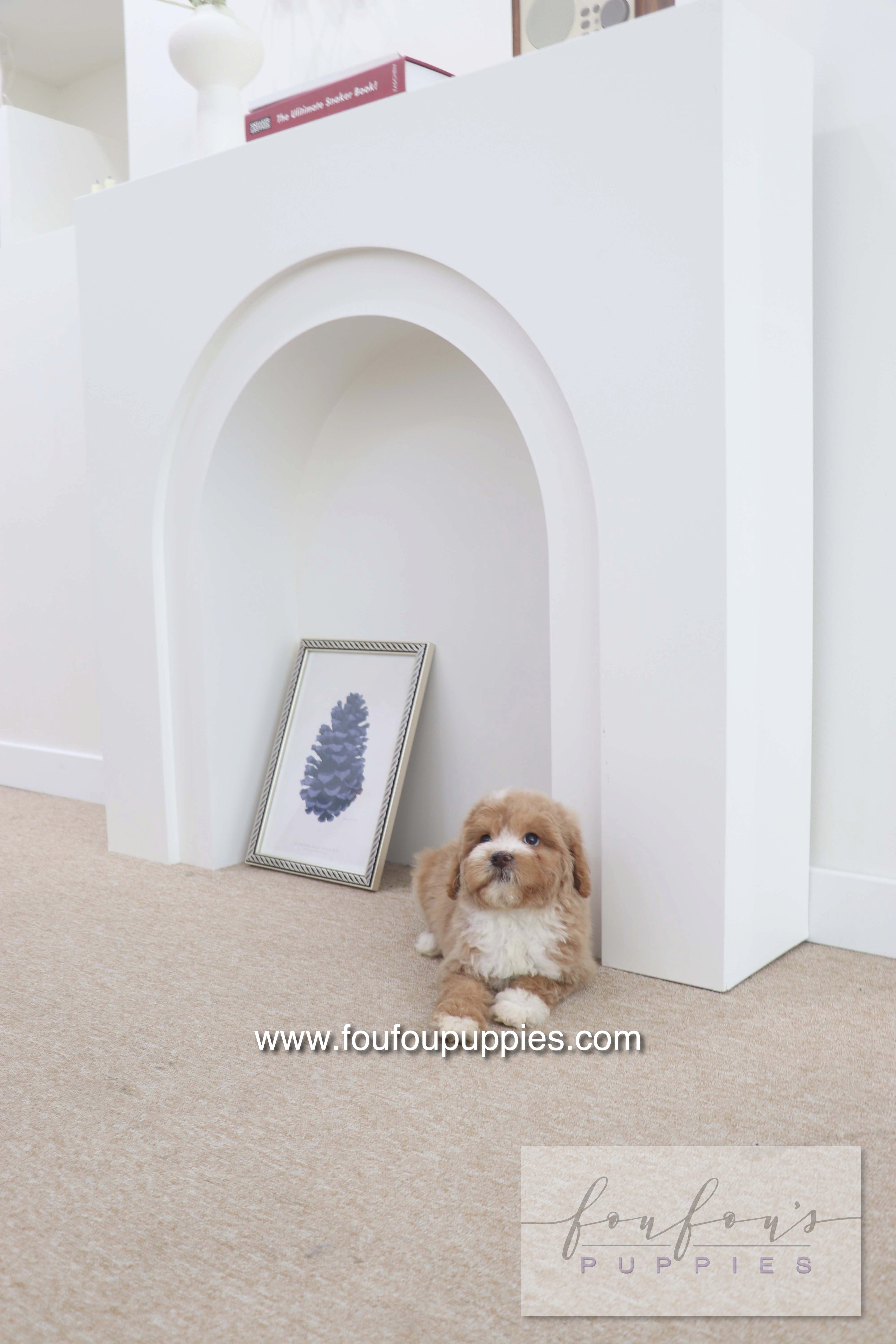 Peaches - Golden Doodle F.