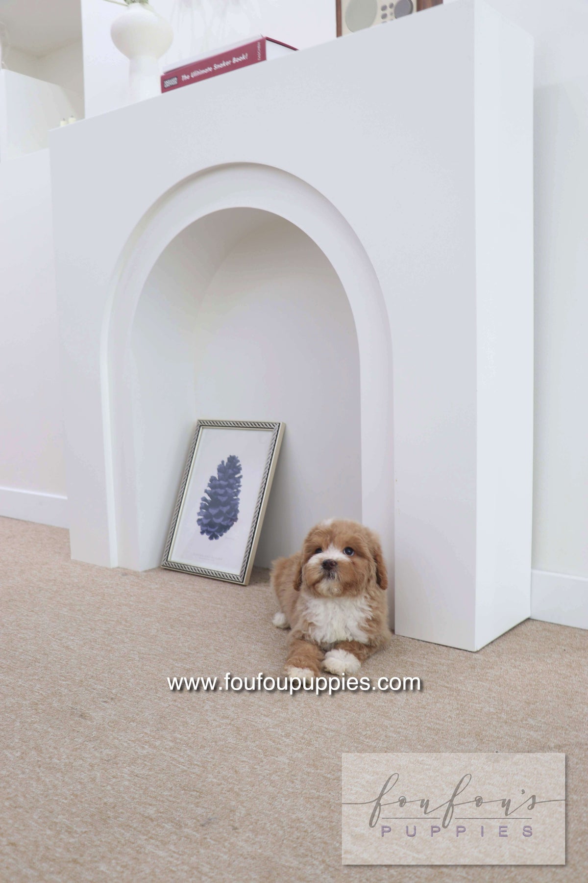 Peaches - Golden Doodle F.