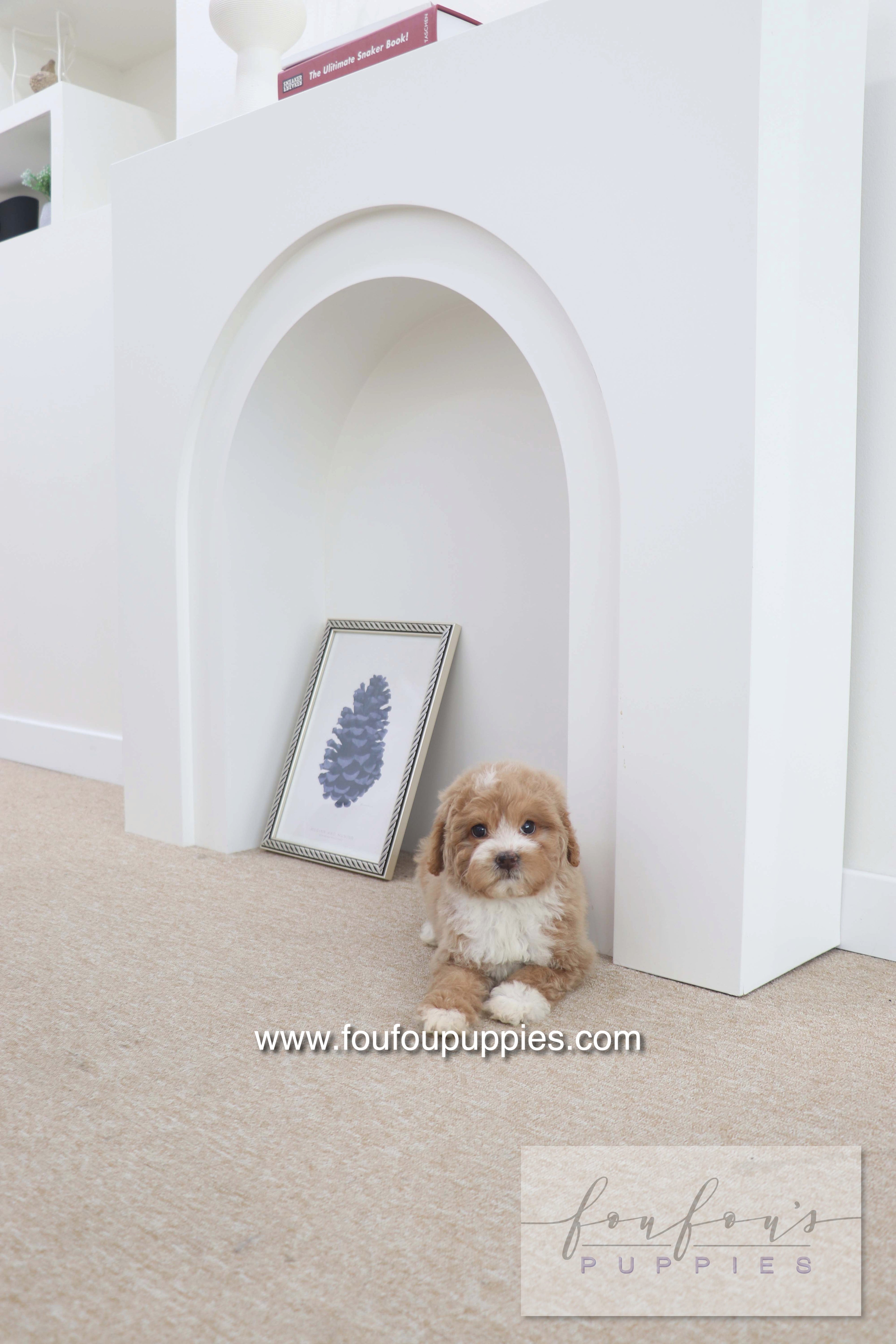 Peaches - Golden Doodle F.