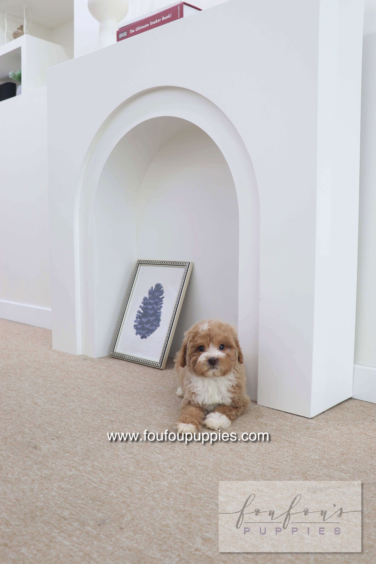 Peaches - Golden Doodle F.