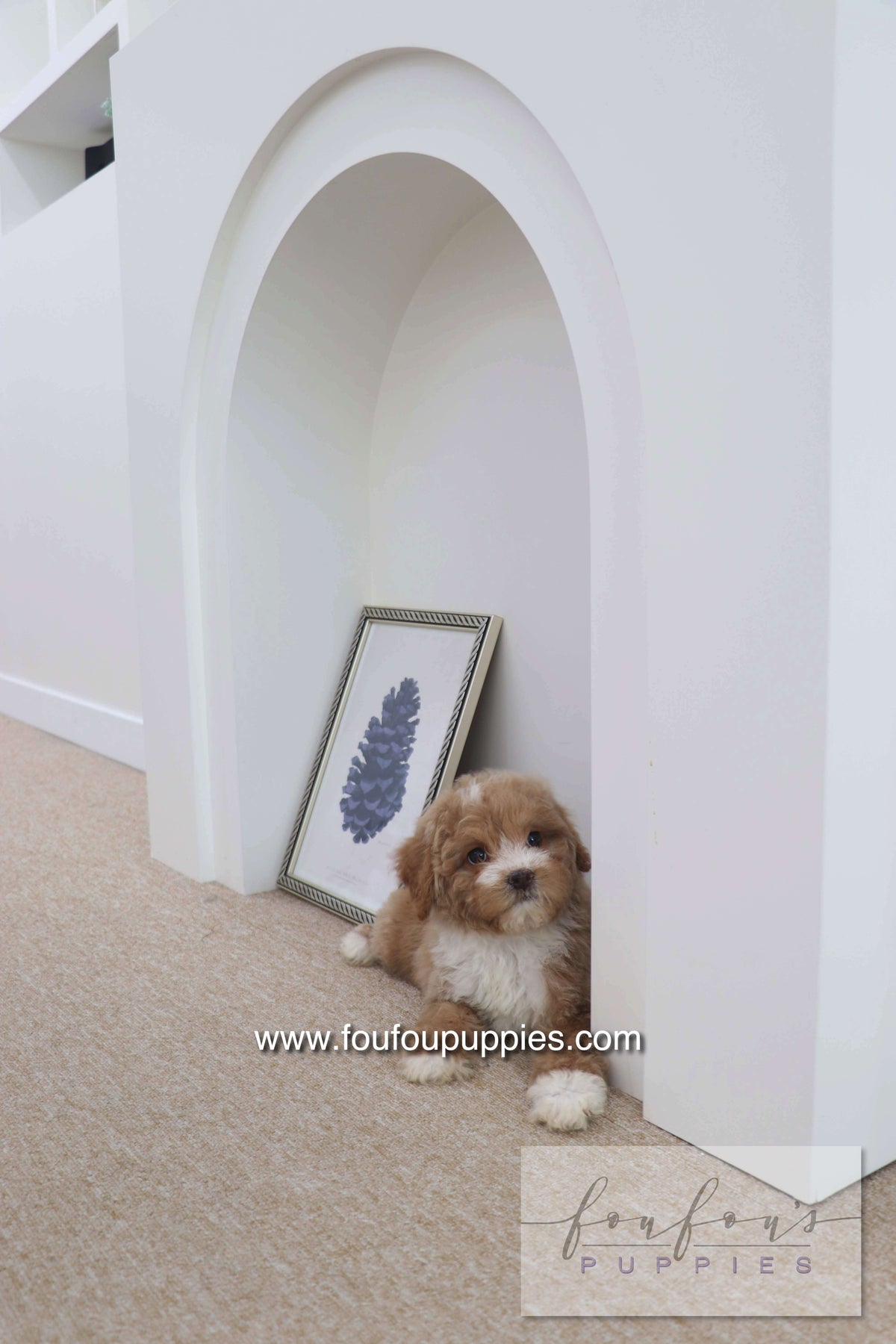Peaches - Golden Doodle F.