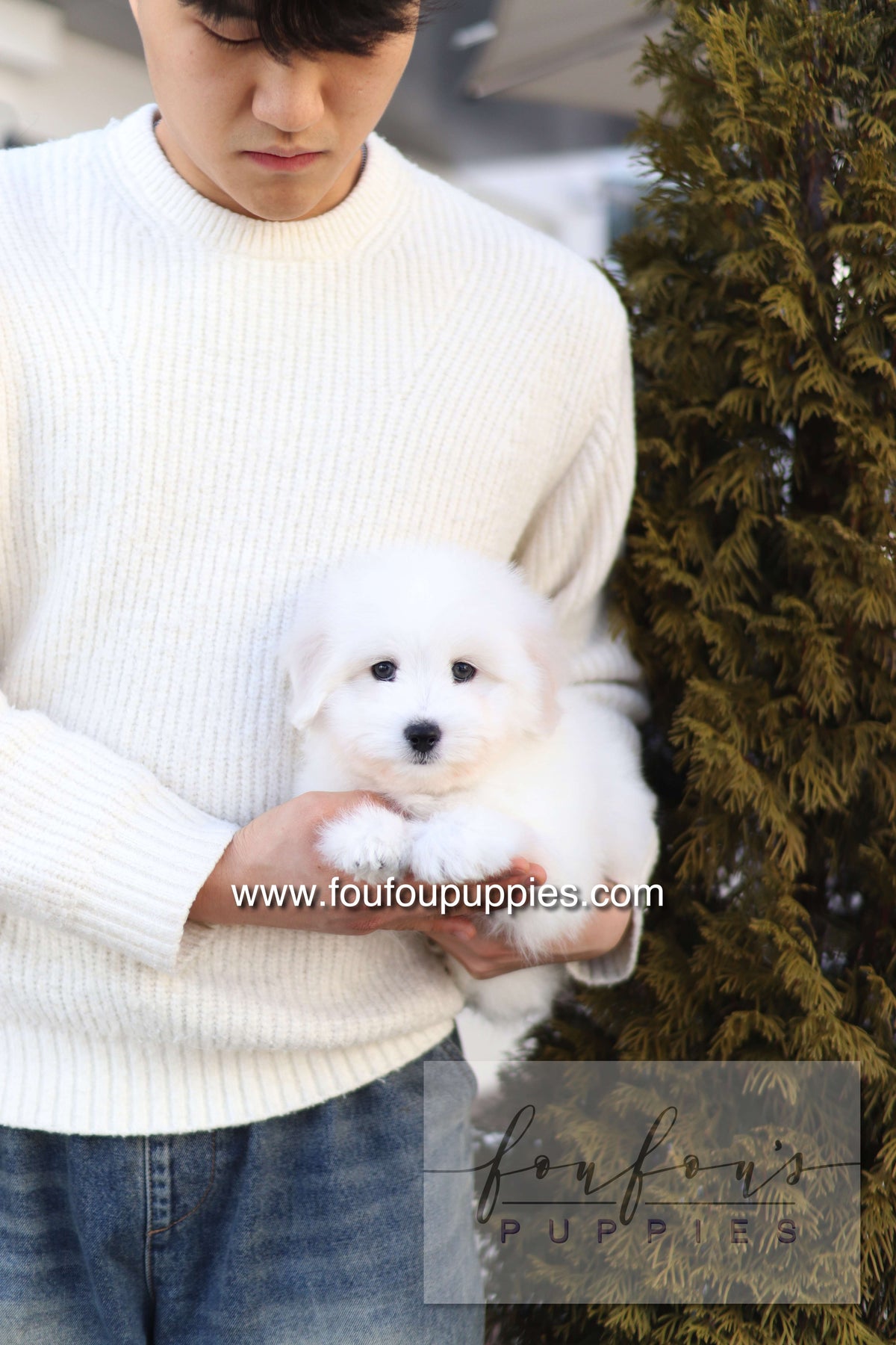 Ruben - Cotton de Tulear M.