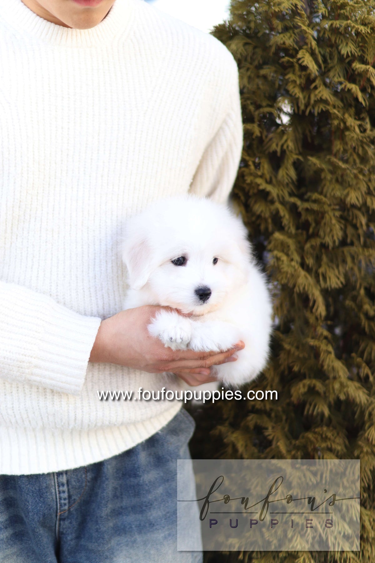 Ruben - Cotton de Tulear M.