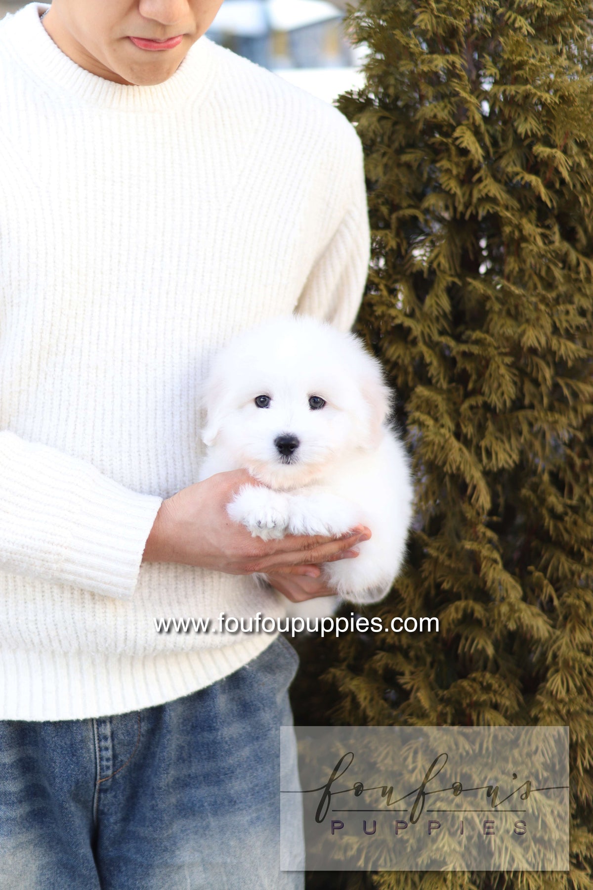 Ruben - Cotton de Tulear M.
