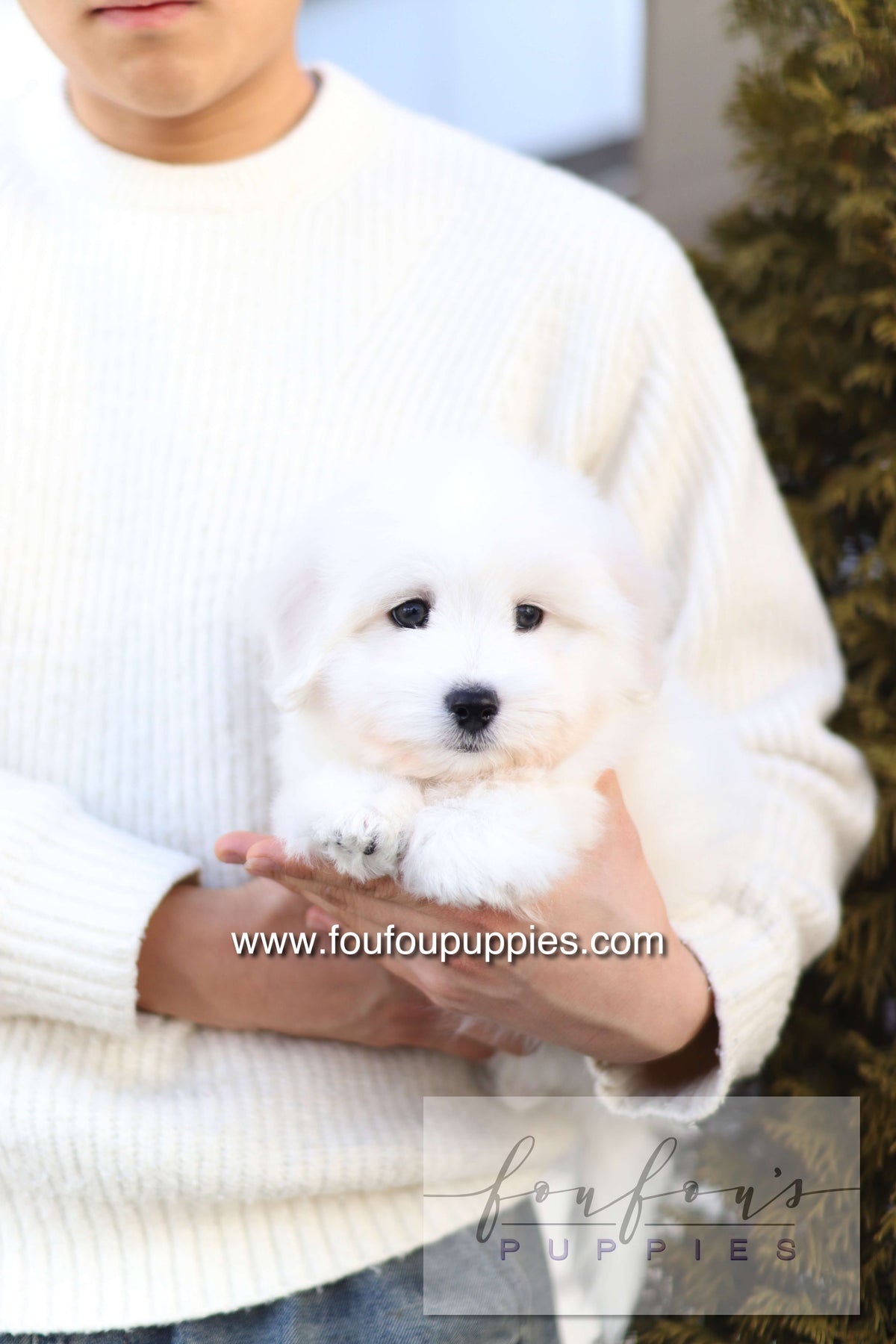 Ruben - Cotton de Tulear M.