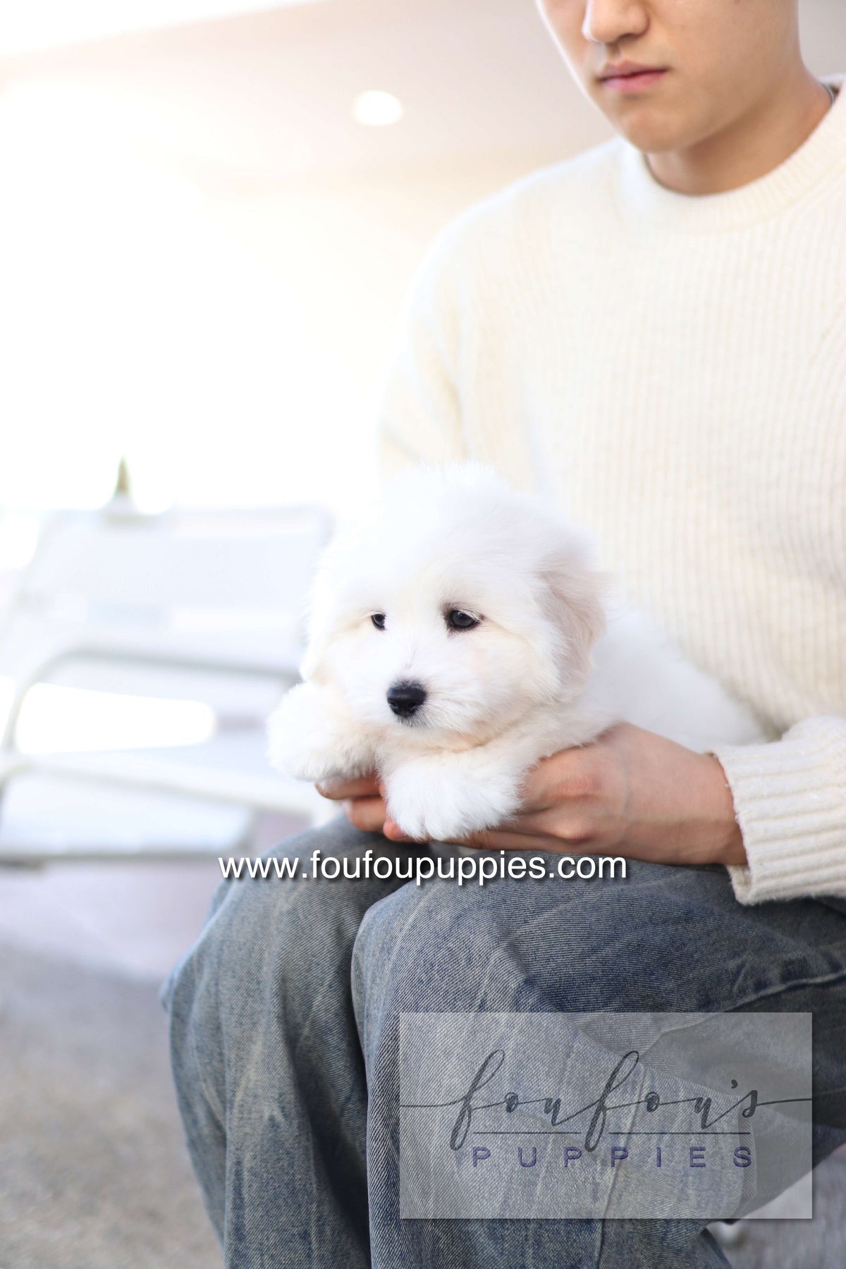 Ruben - Cotton de Tulear M.