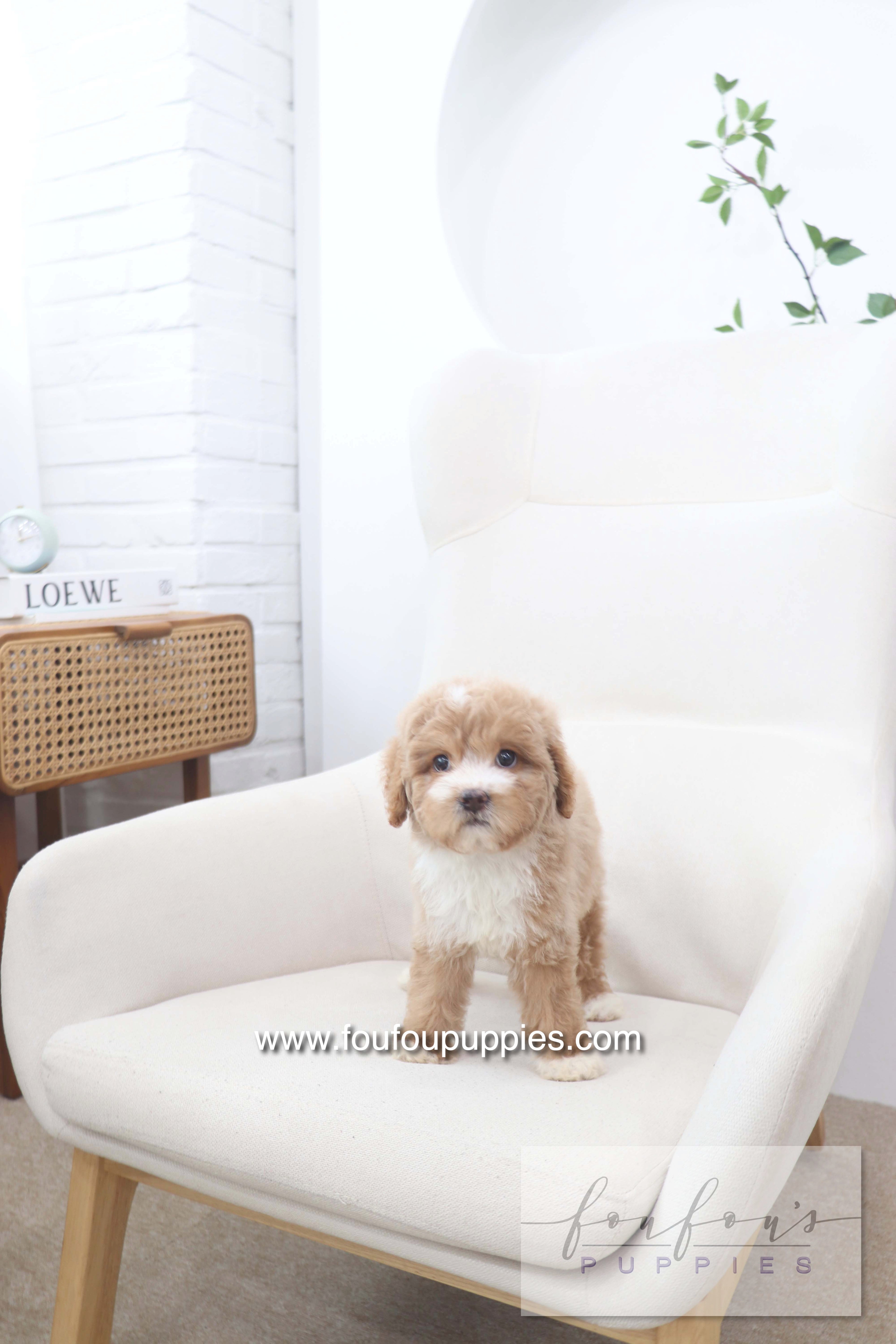 Peaches - Golden Doodle F.