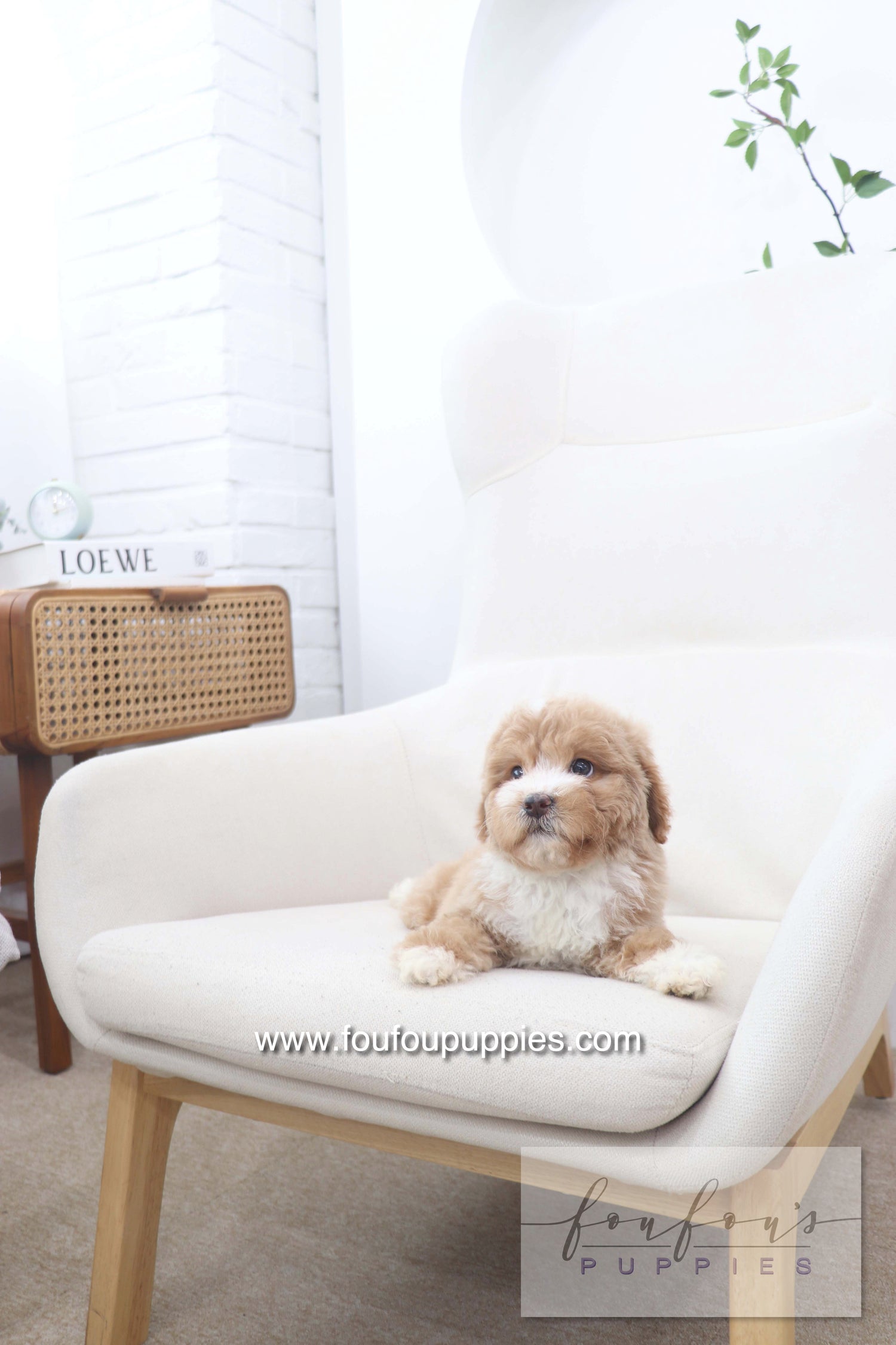 Peaches - Golden Doodle F.