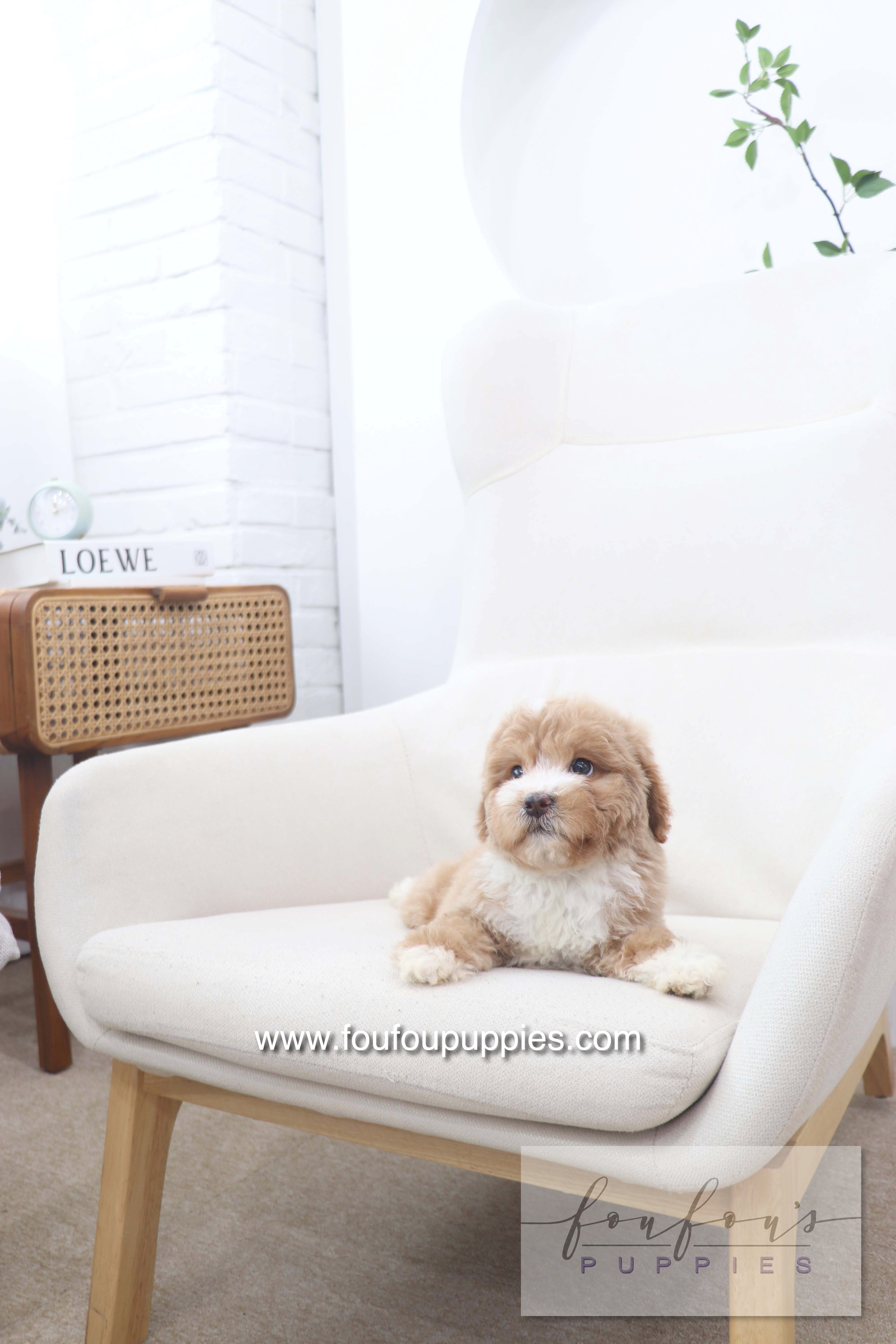 Peaches - Golden Doodle F.