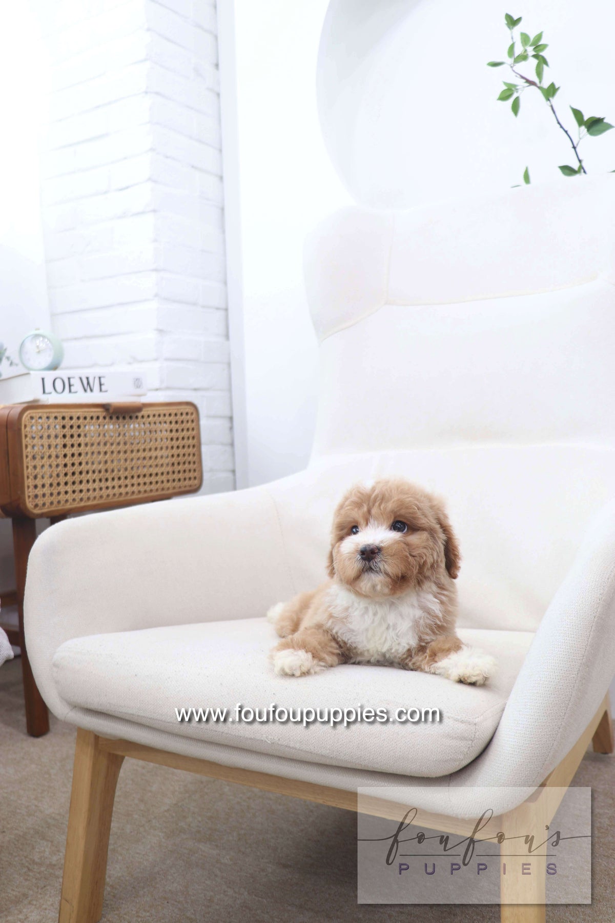 Peaches - Golden Doodle F.