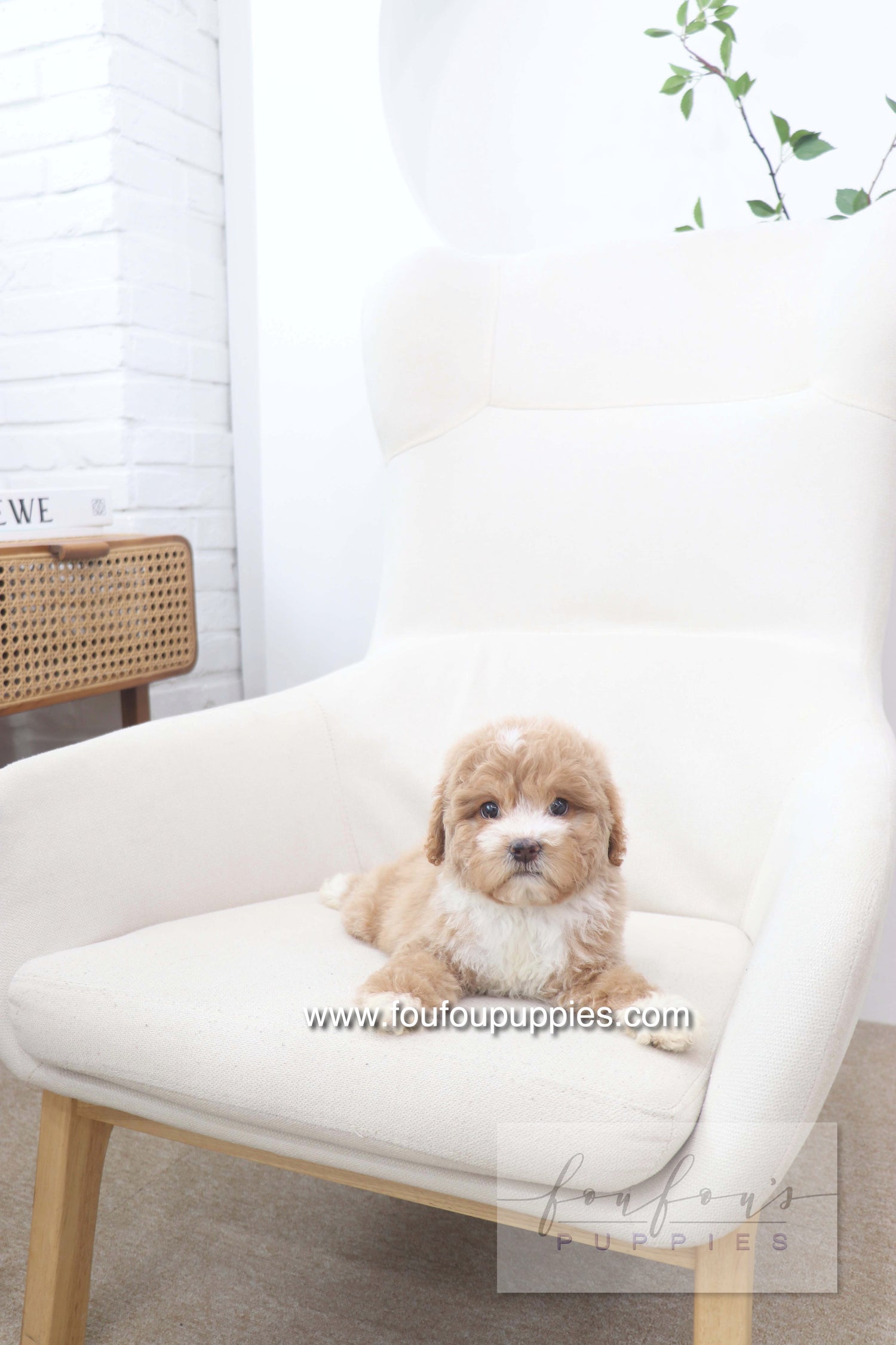 Peaches - Golden Doodle F.