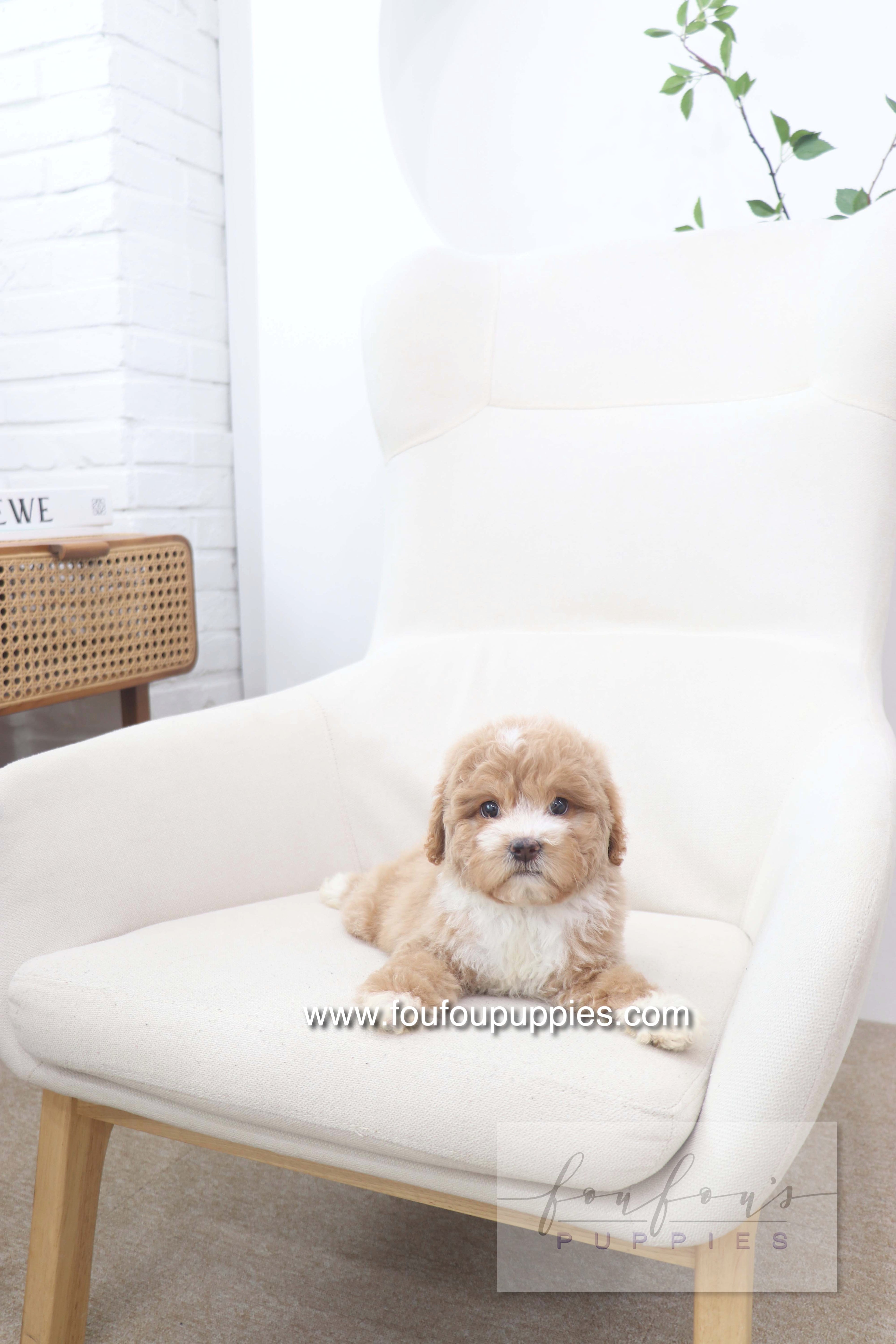 Peaches - Golden Doodle F.