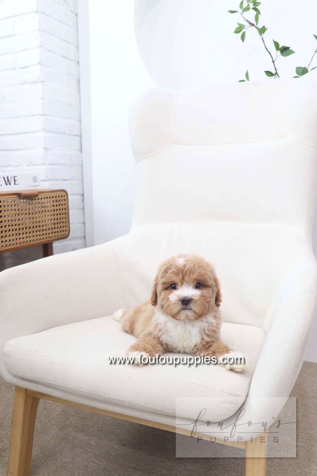 Peaches - Golden Doodle F.