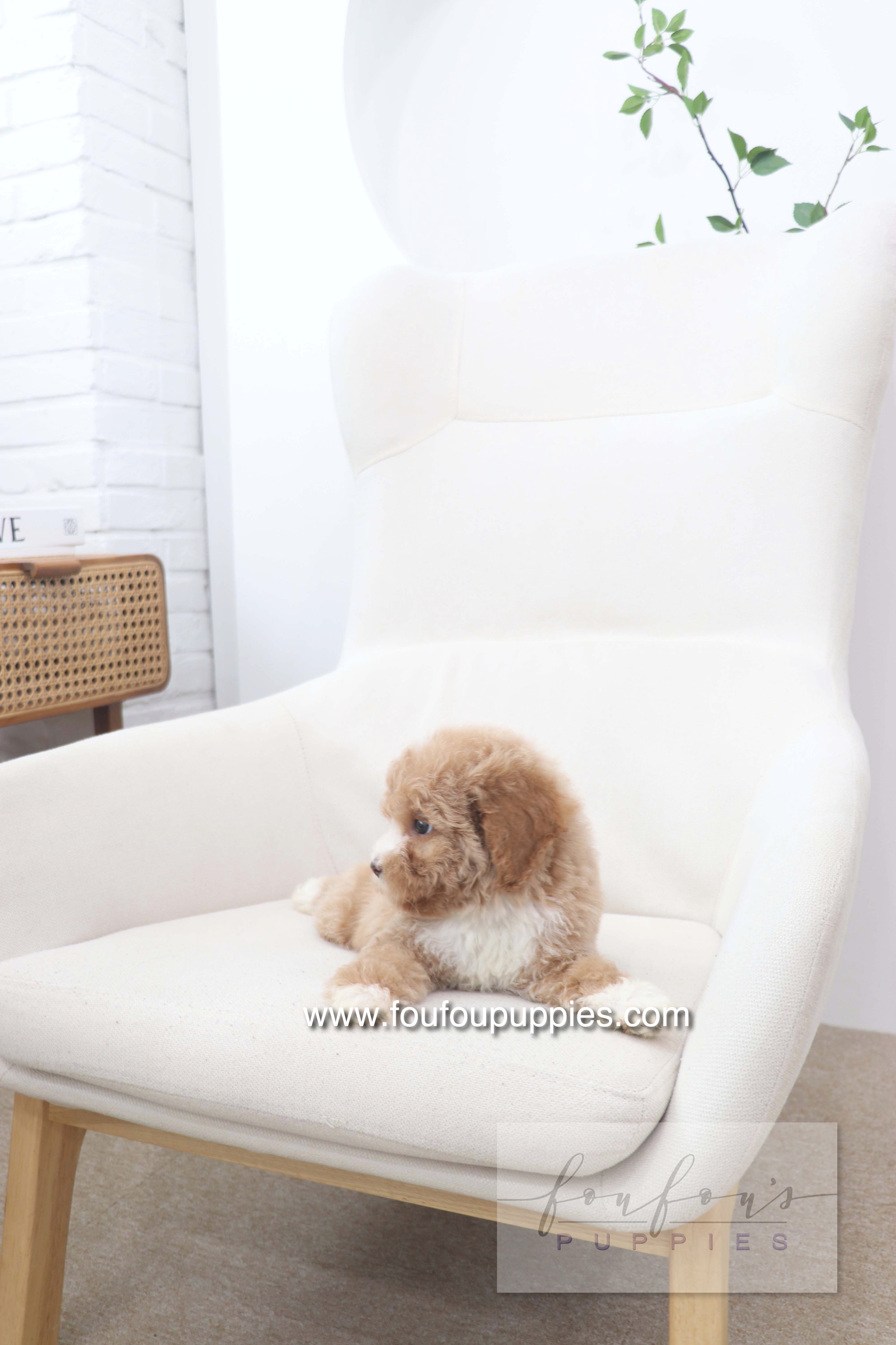 Peaches - Golden Doodle F.