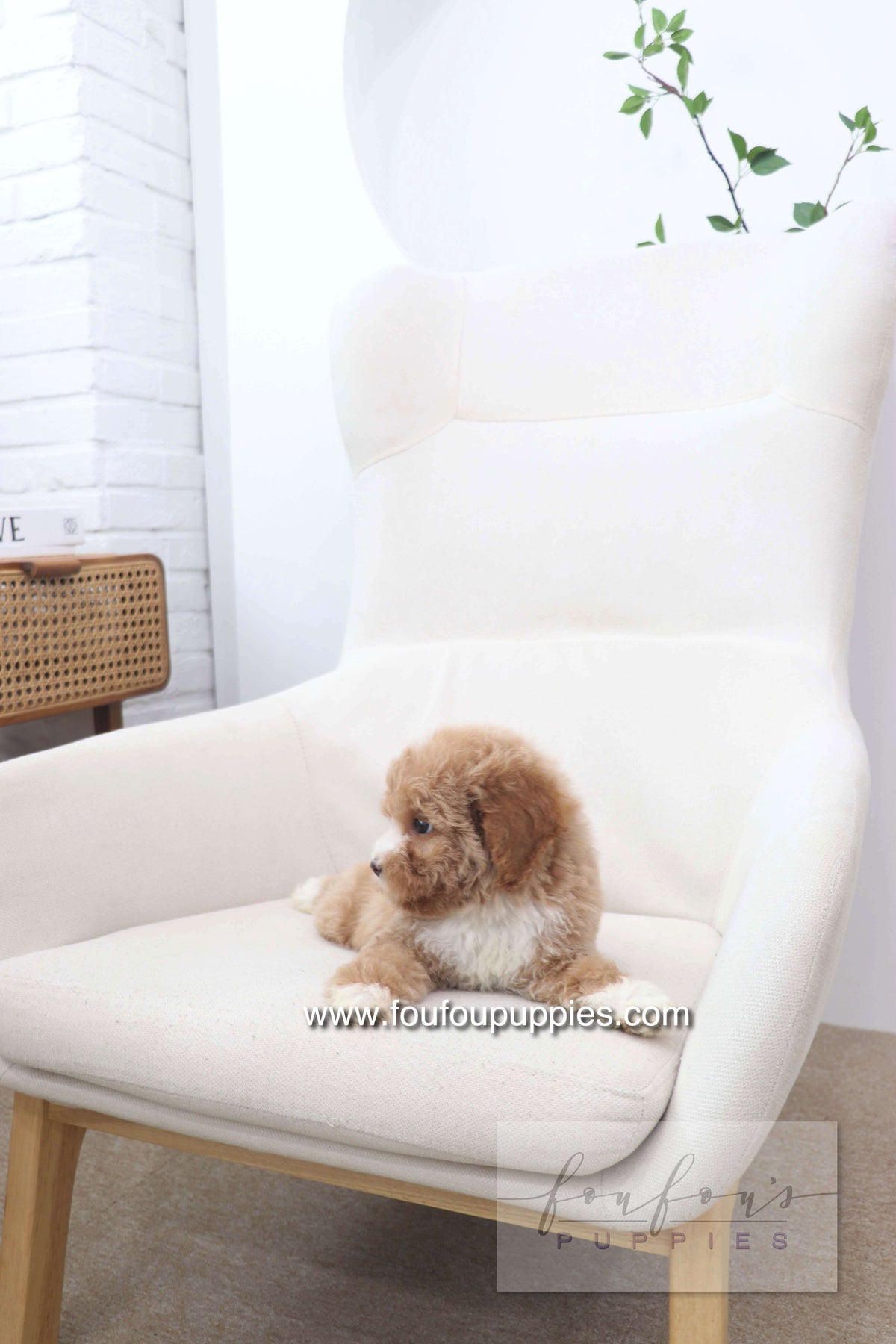 Peaches - Golden Doodle F.