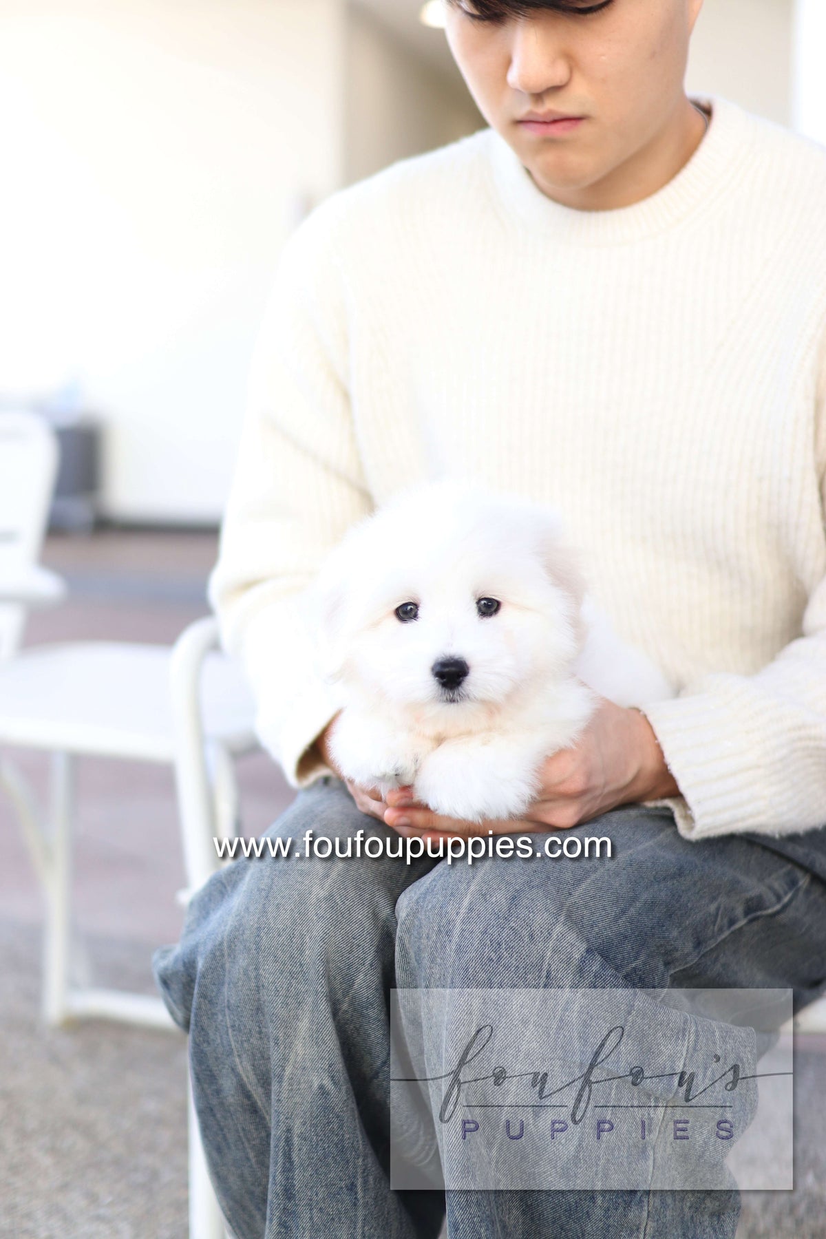 Ruben - Cotton de Tulear M.