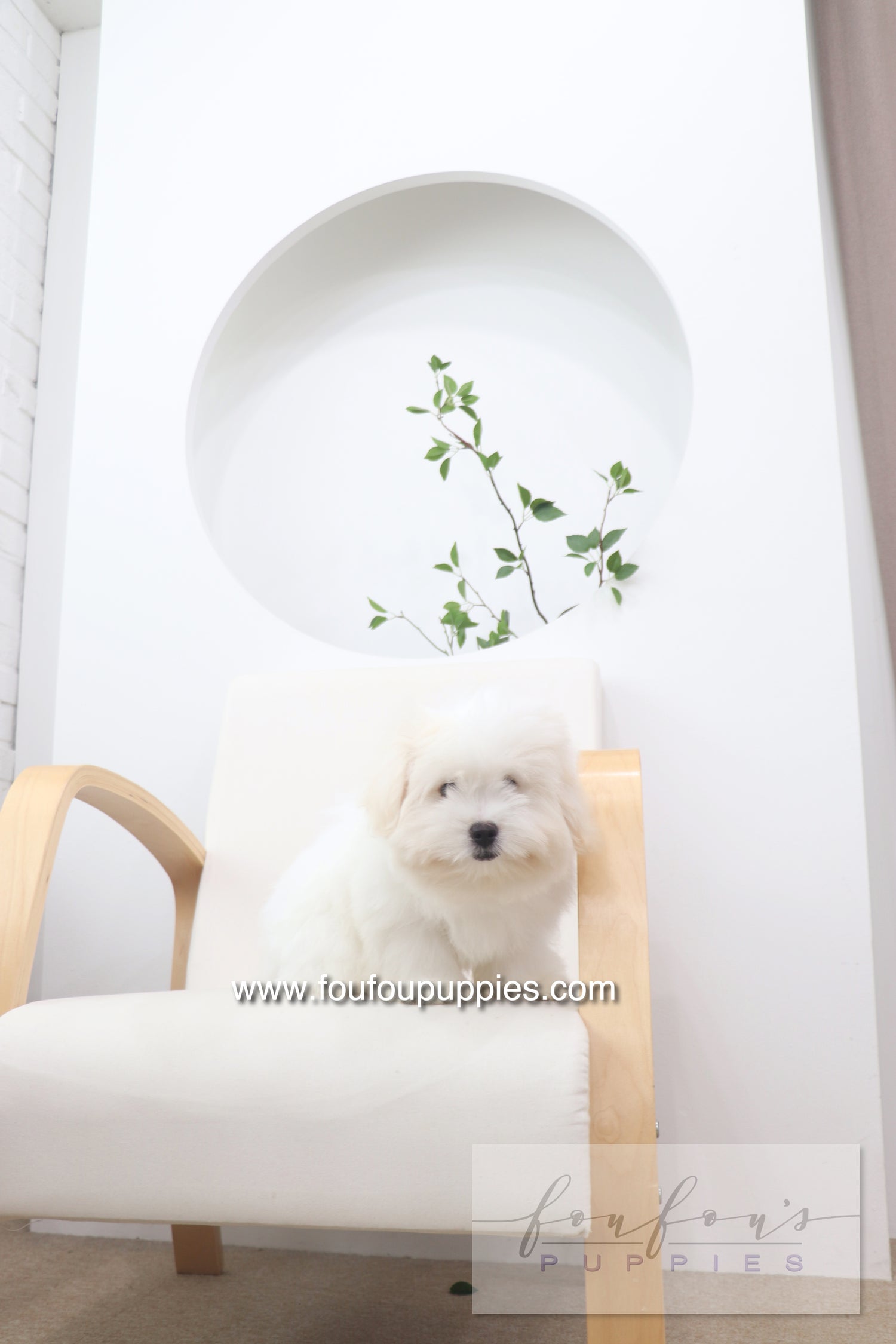 Marshy - Coton De Tulear M.