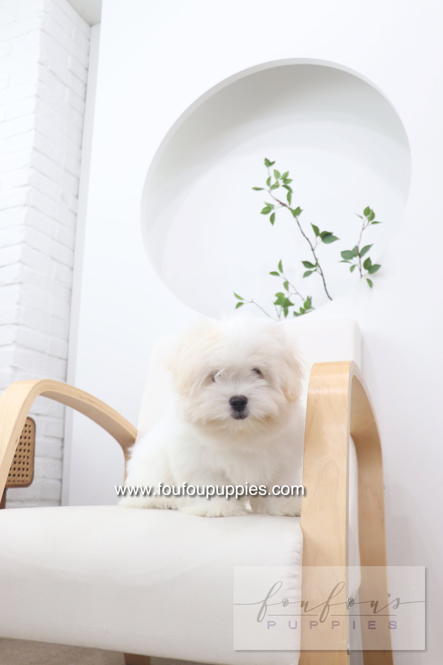 Marshy - Coton De Tulear M.
