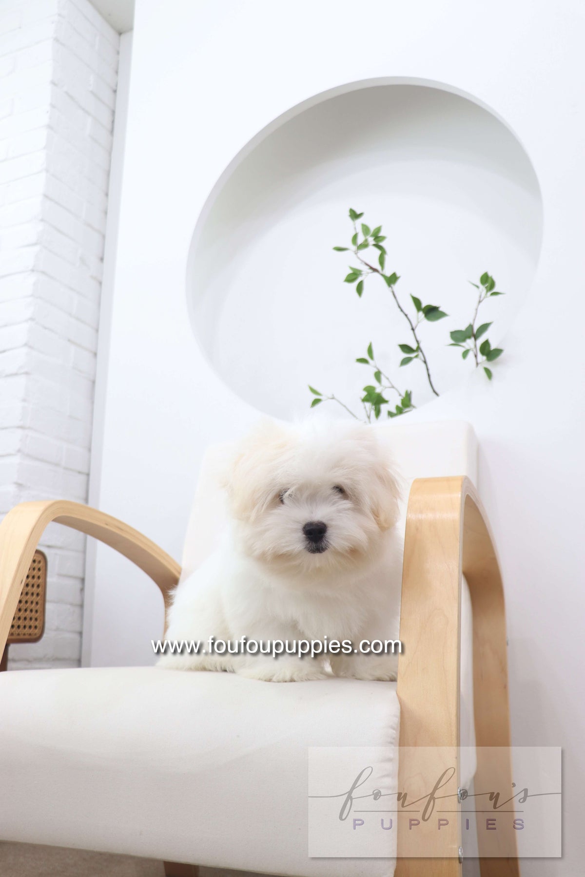 Marshy - Coton De Tulear M.