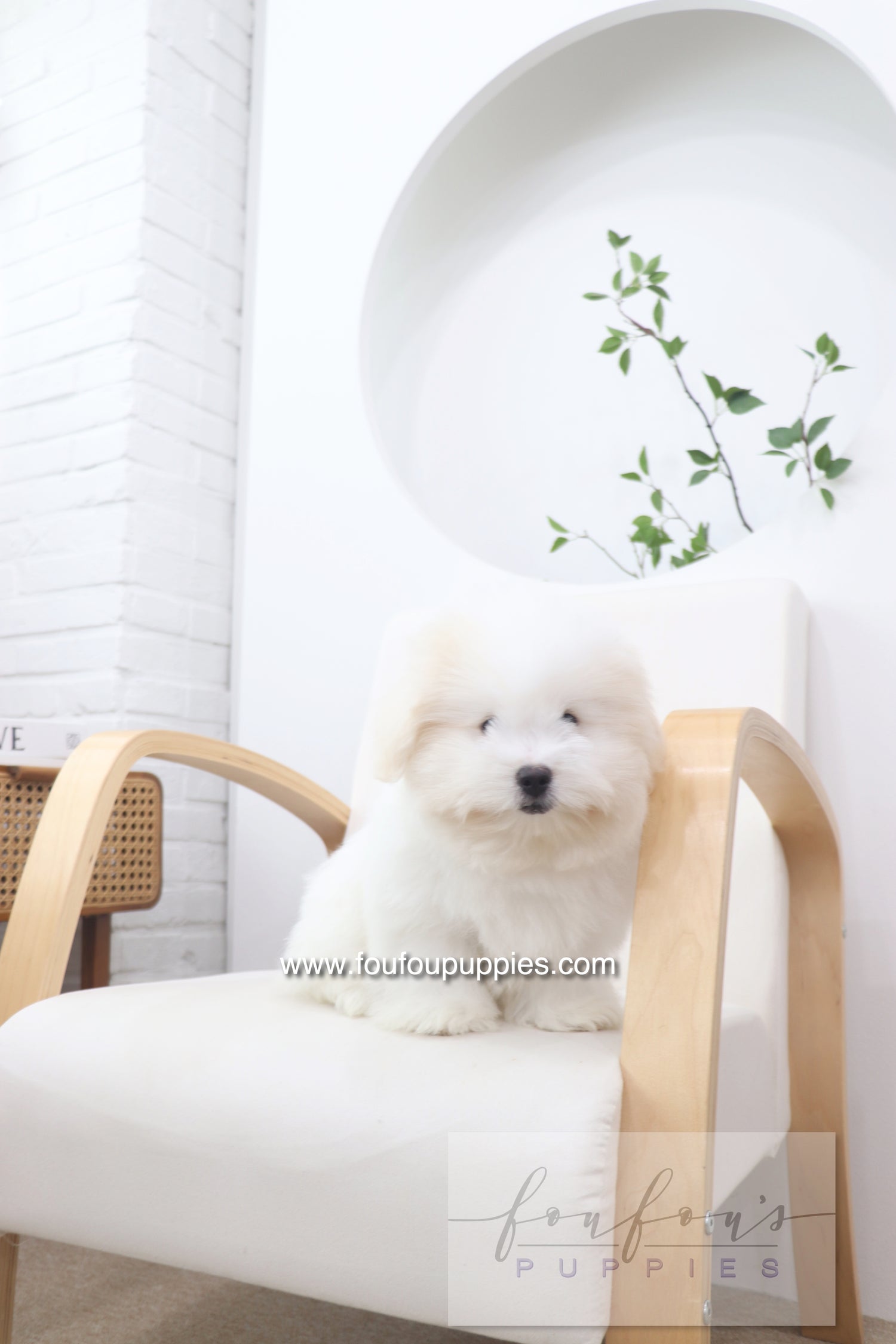 Marshy - Coton De Tulear M.