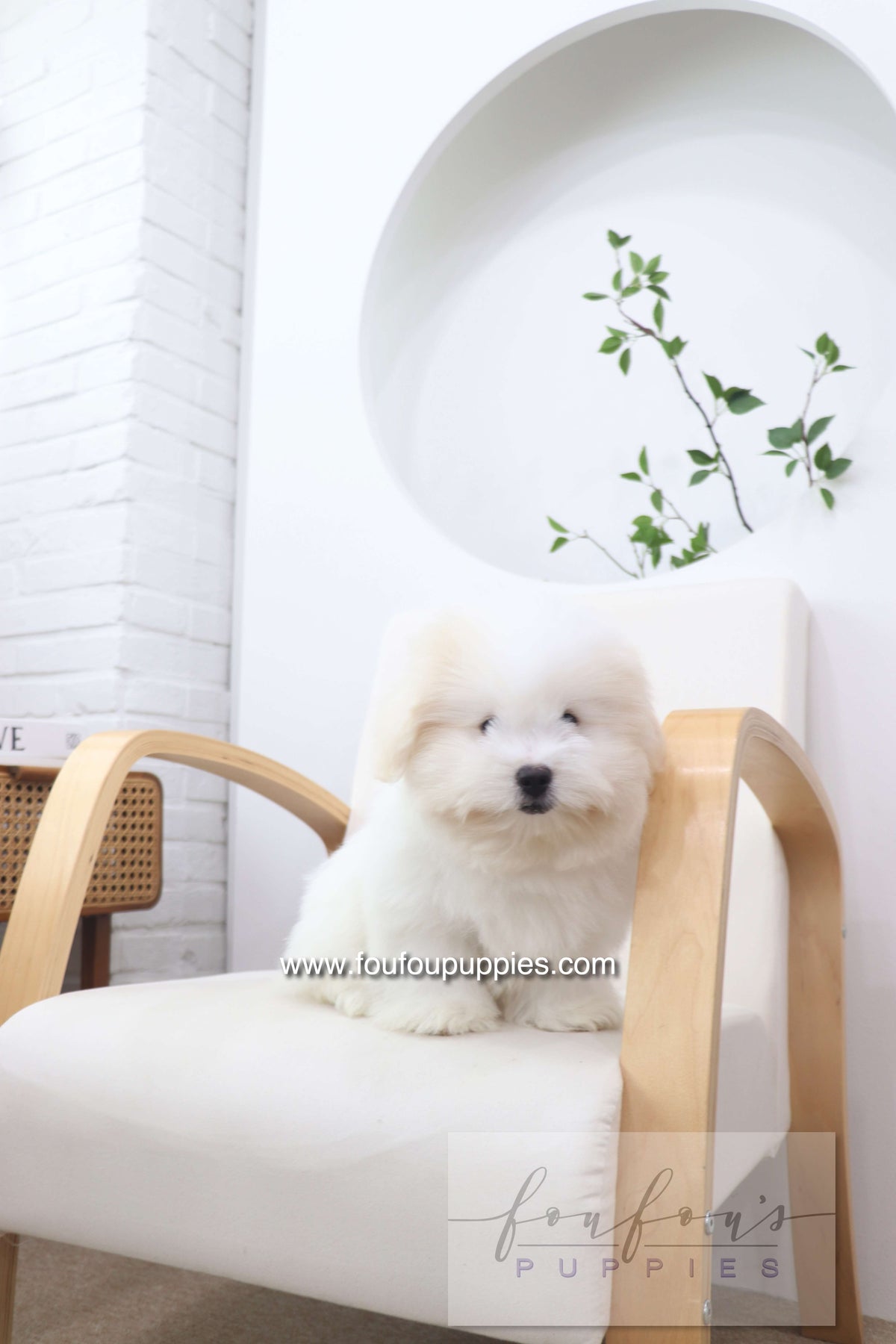 Marshy - Coton De Tulear M.