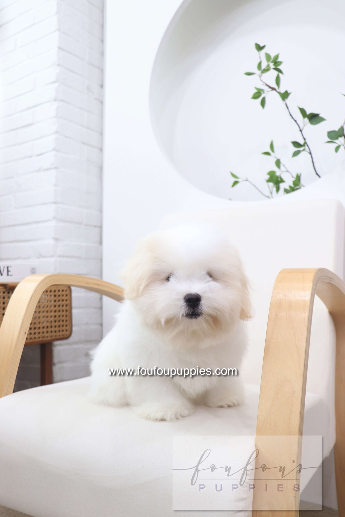 Marshy - Coton De Tulear M.