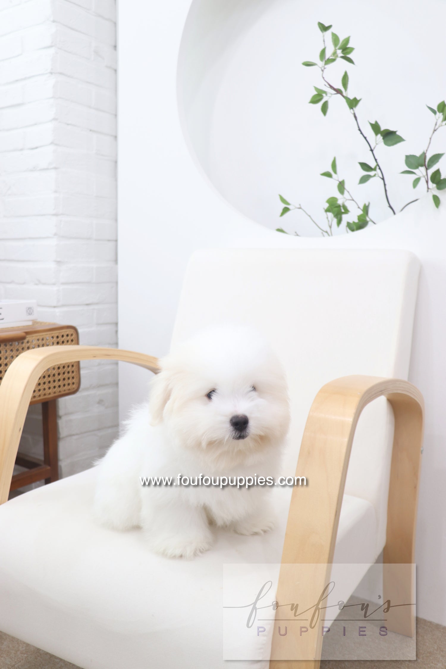 Marshy - Coton De Tulear M.