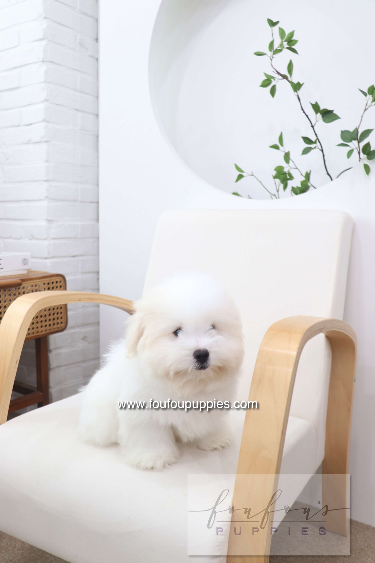 Marshy - Coton De Tulear M.