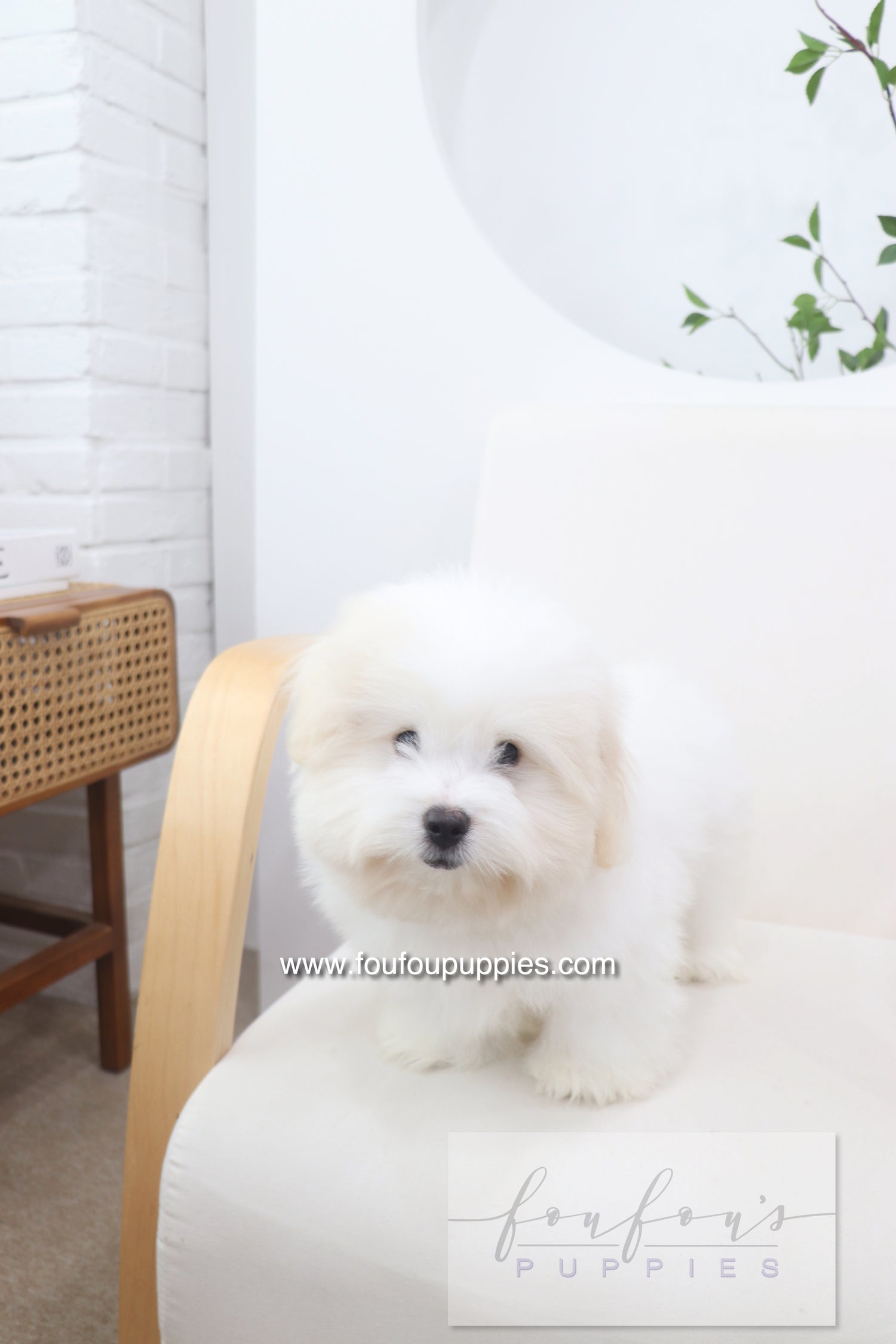 Marshy - Coton De Tulear M.
