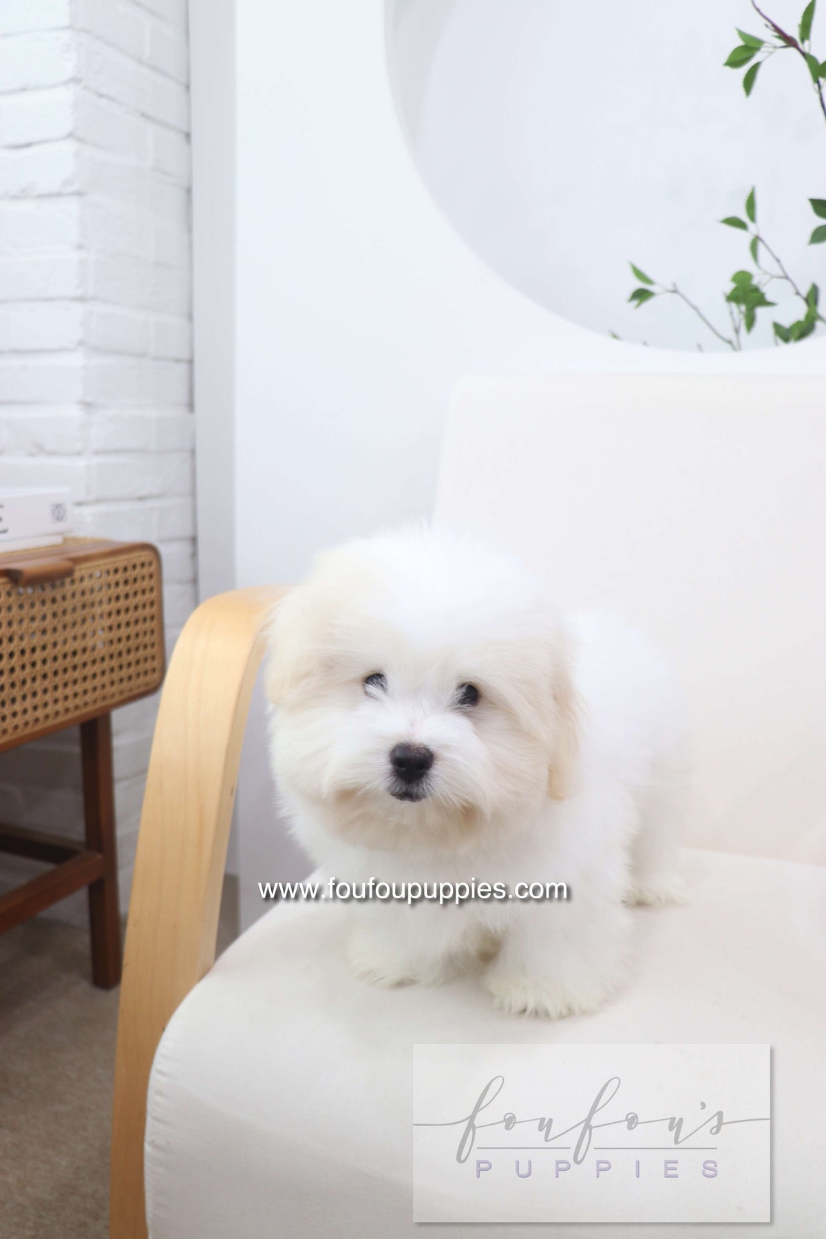Marshy - Coton De Tulear M.