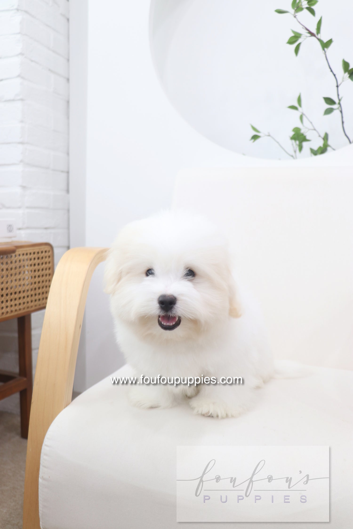 Marshy - Coton De Tulear M.