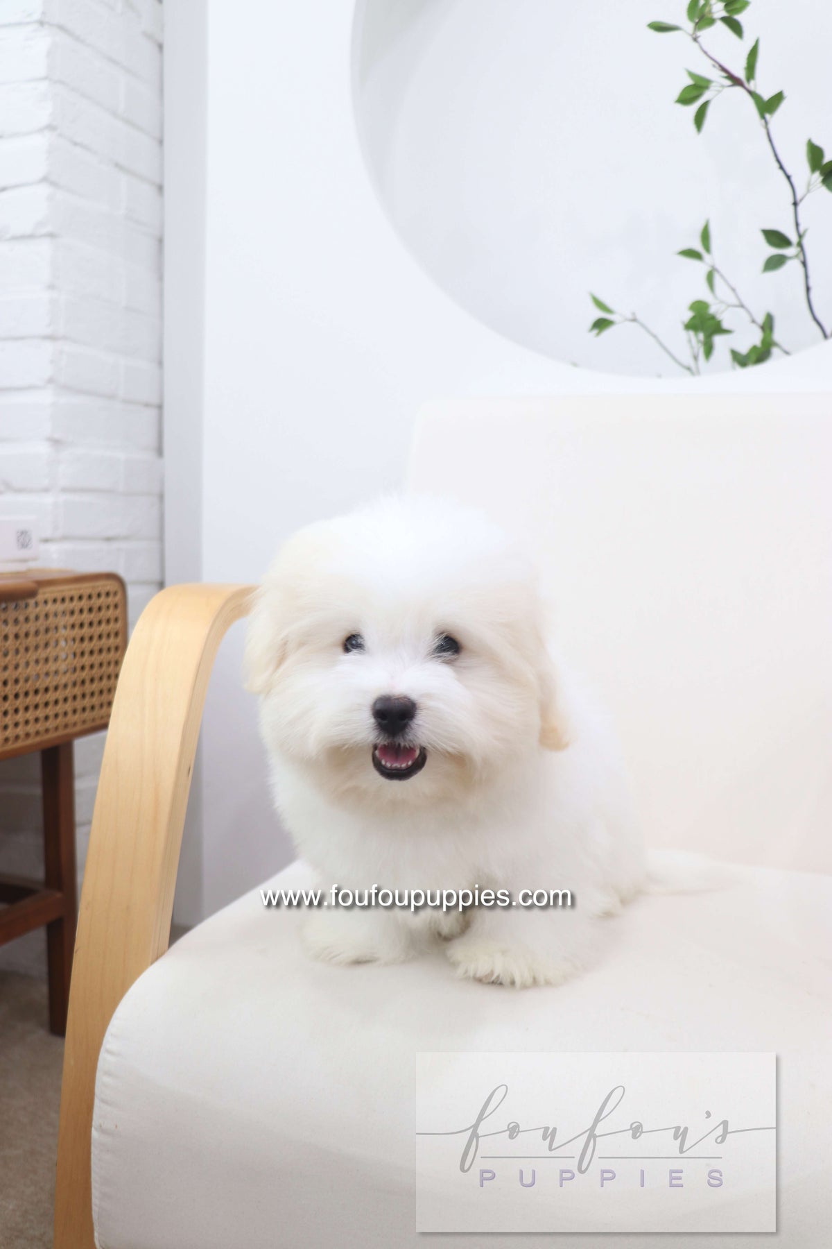 Marshy - Coton De Tulear M.