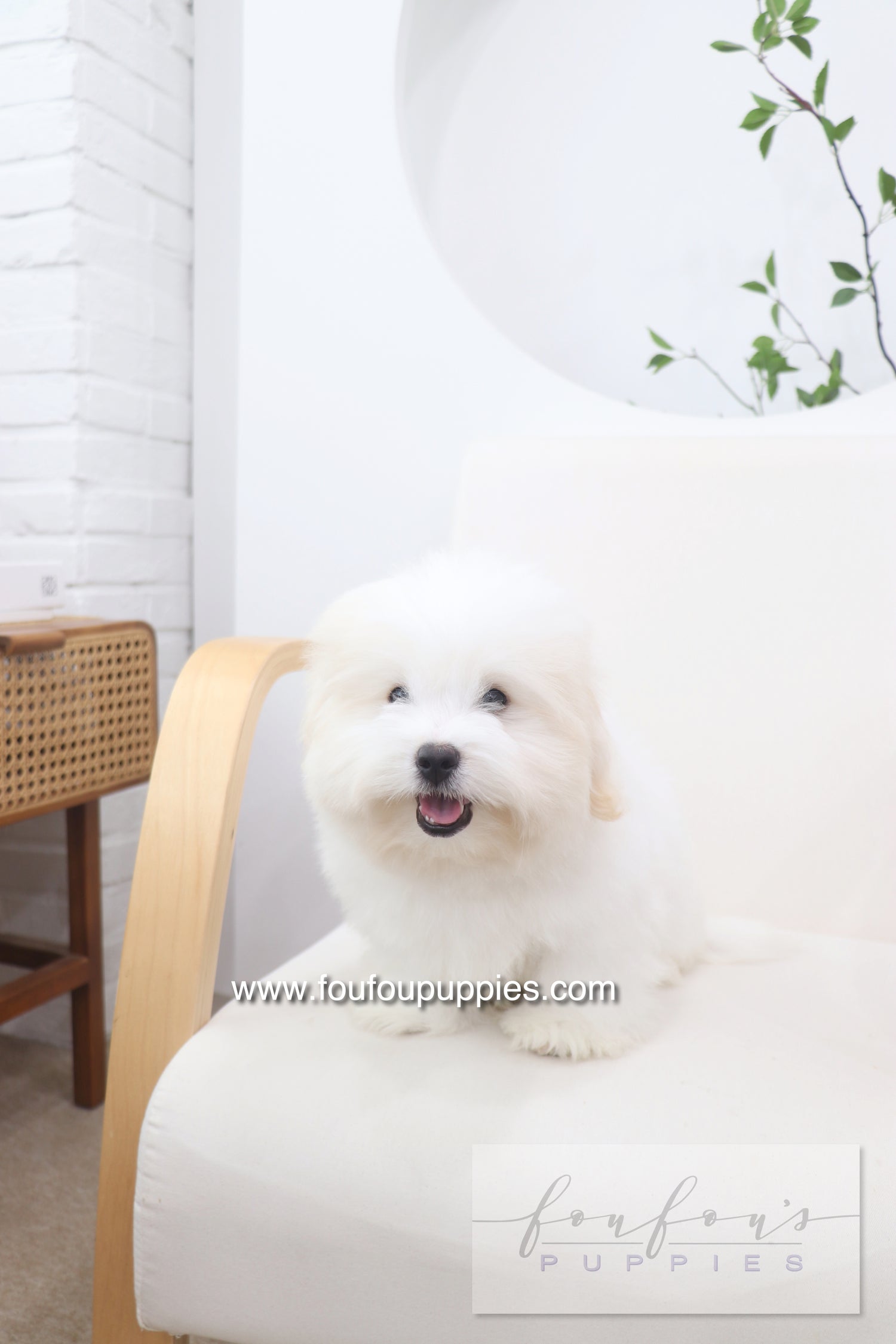 Marshy - Coton De Tulear M.
