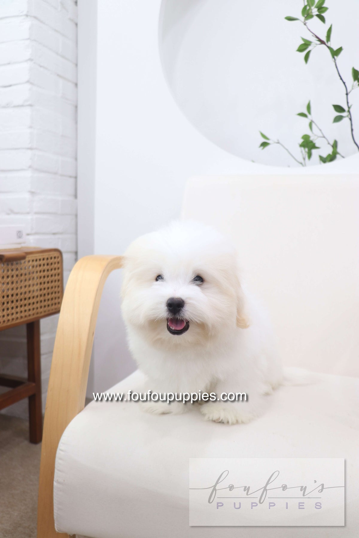 Marshy - Coton De Tulear M.