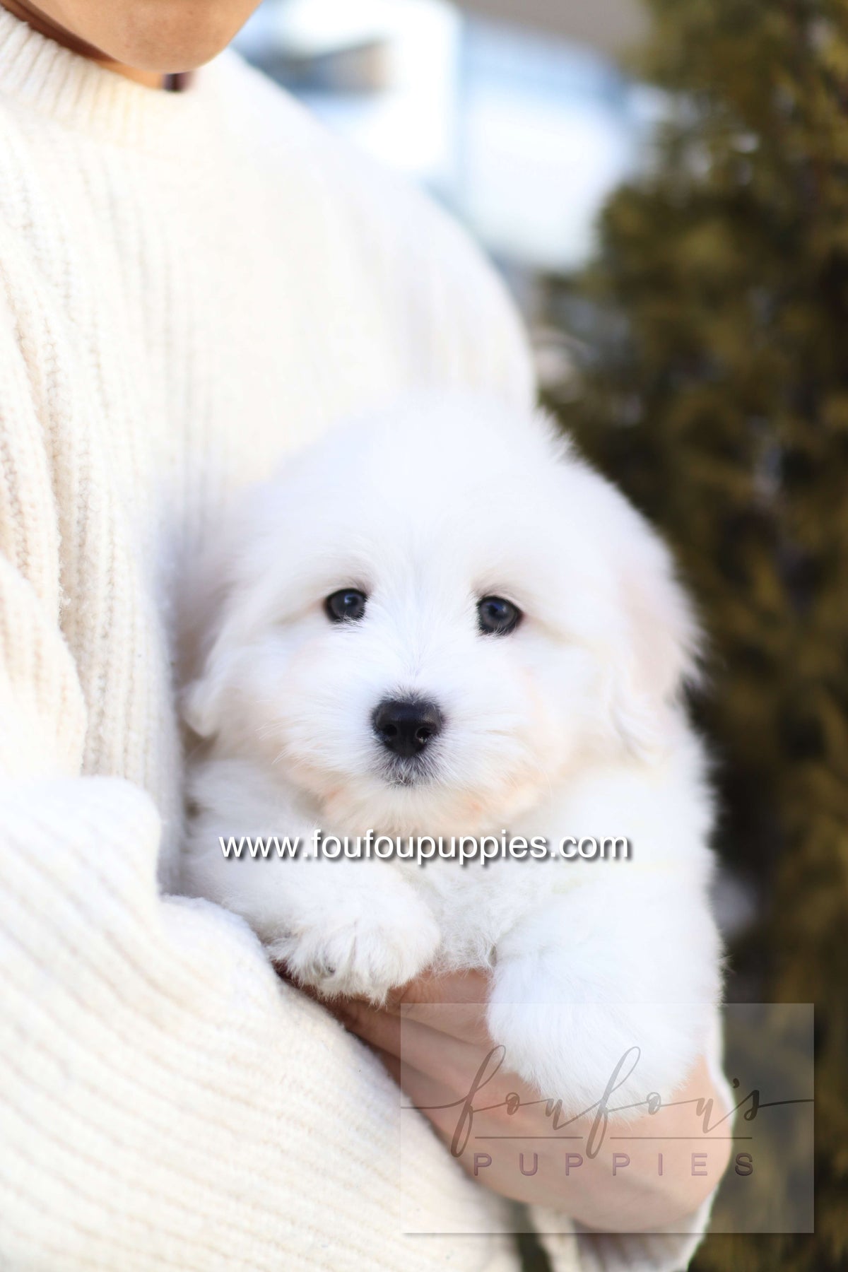 Ruben - Cotton de Tulear M.