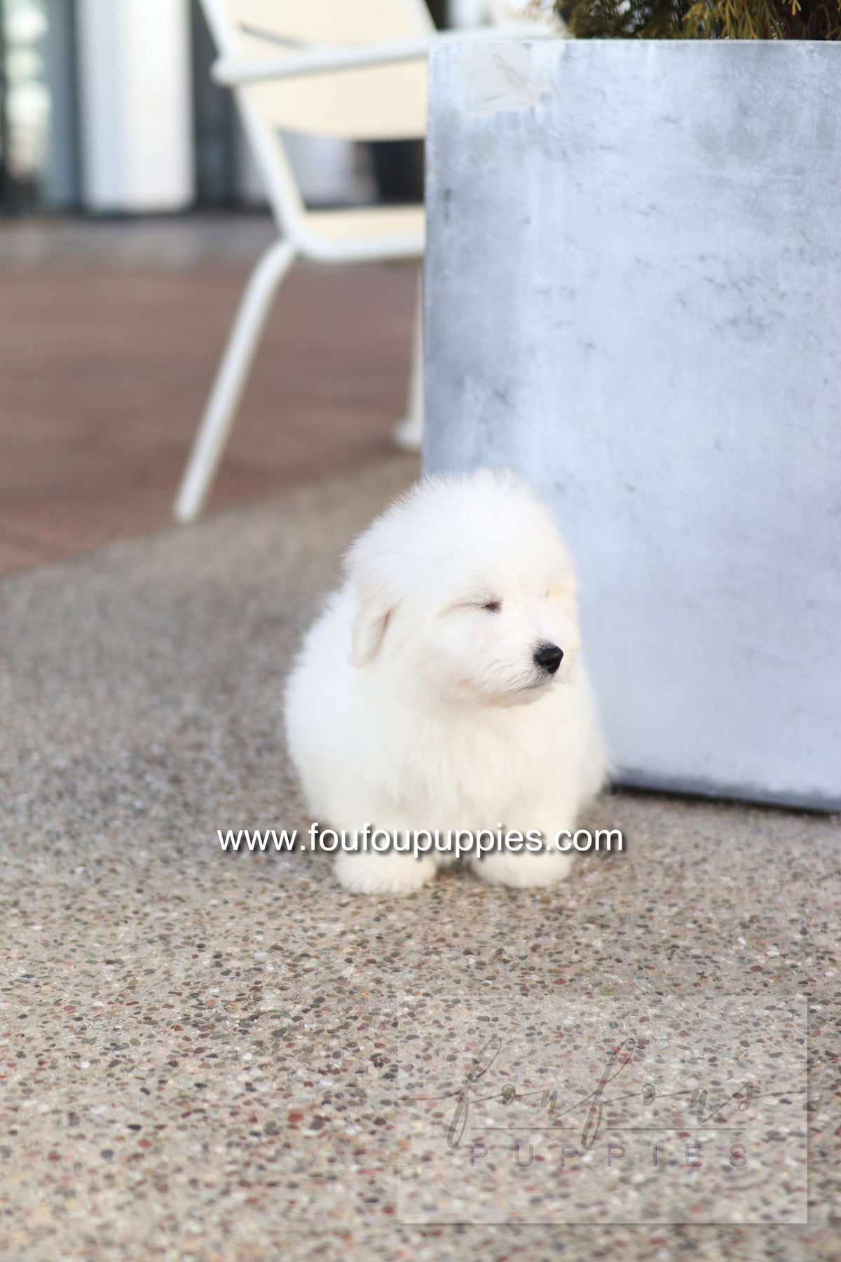 Ruben - Cotton de Tulear M.