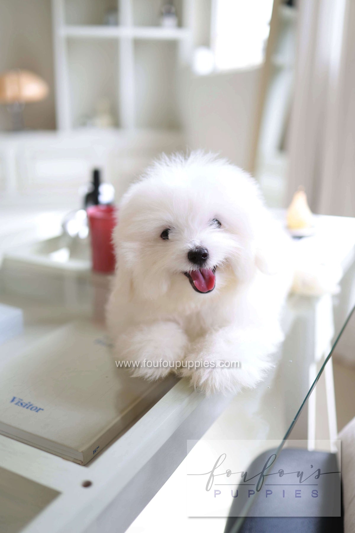 Barney - Coton De Tulear M.