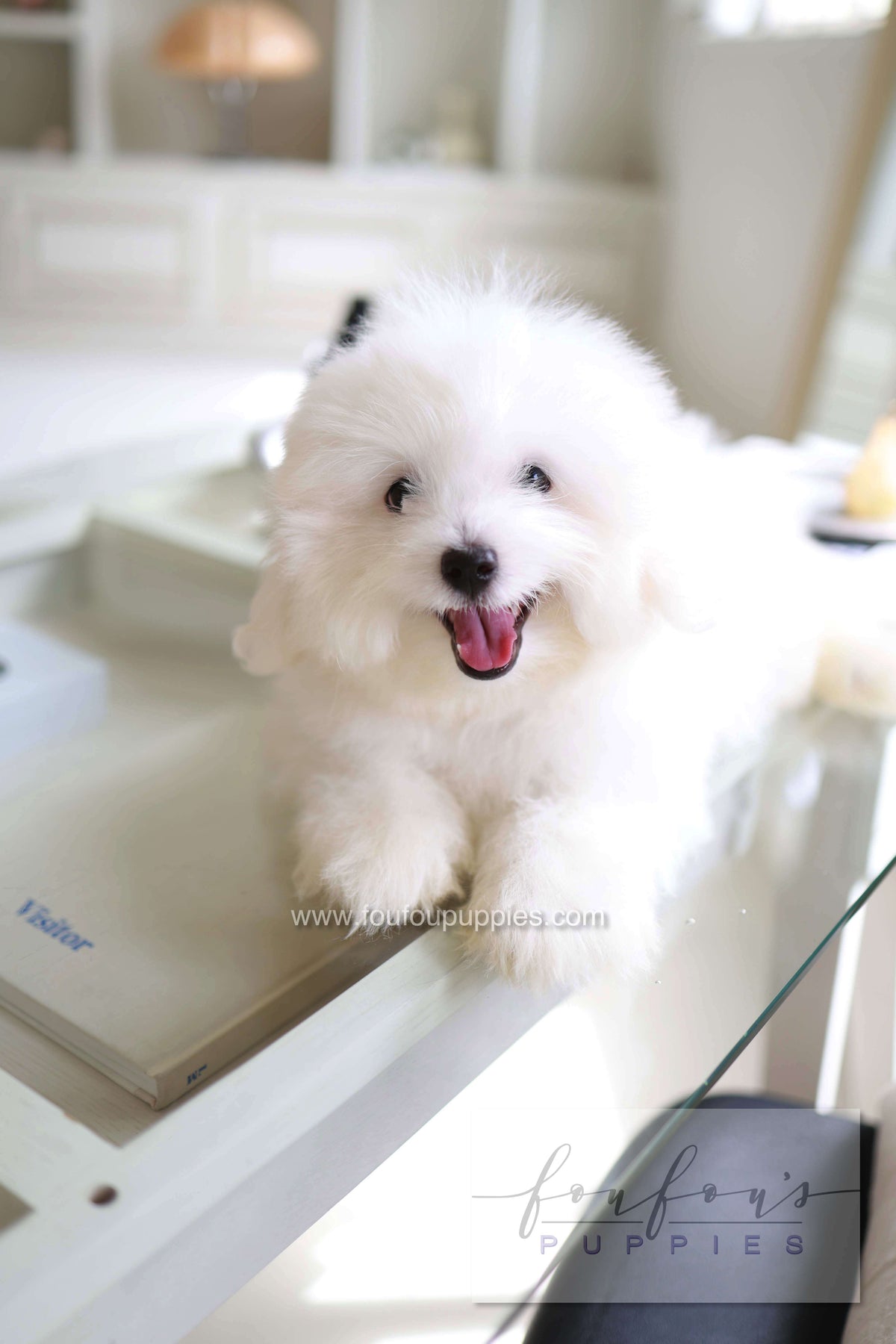 Barney - Coton De Tulear M.