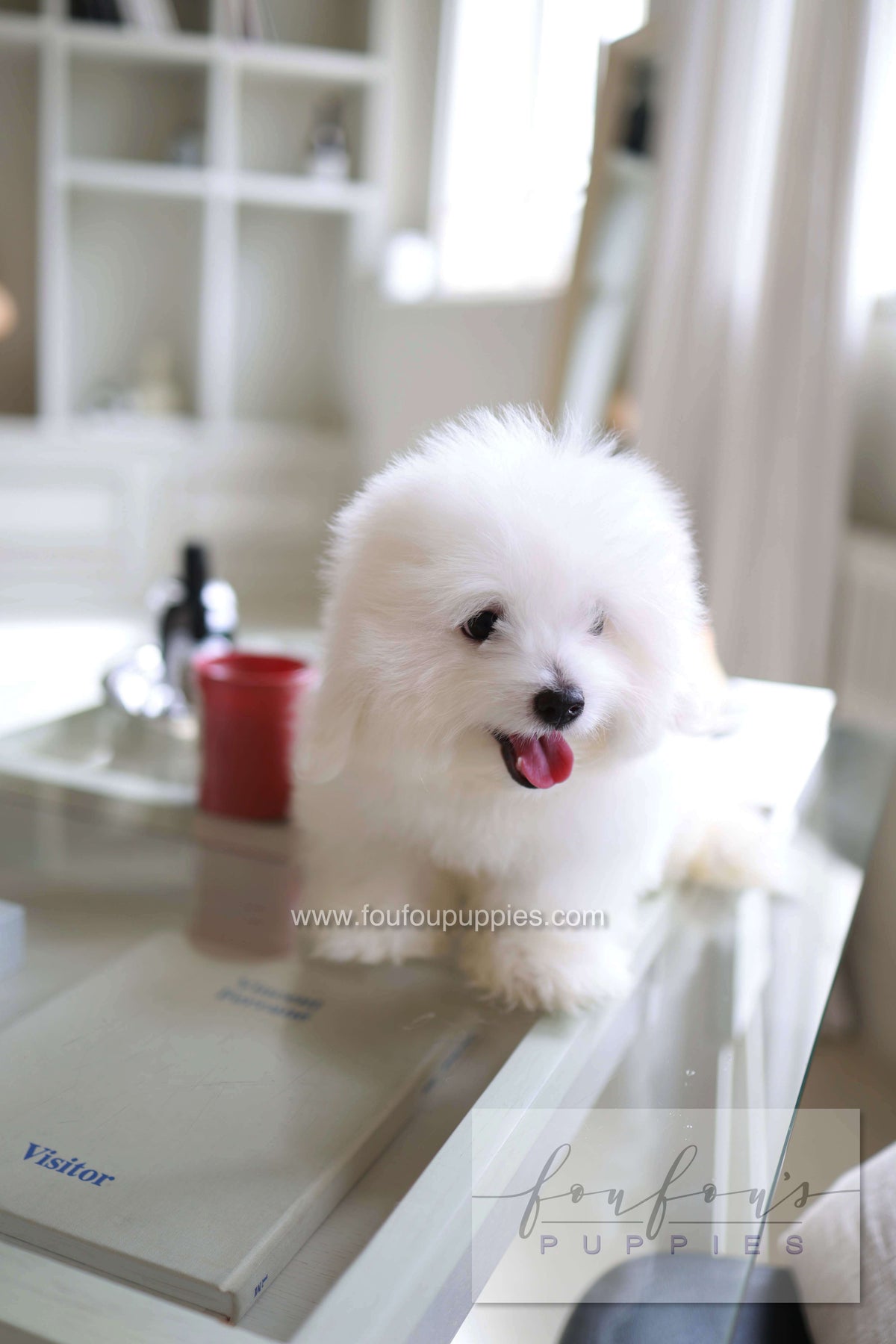 Barney - Coton De Tulear M.