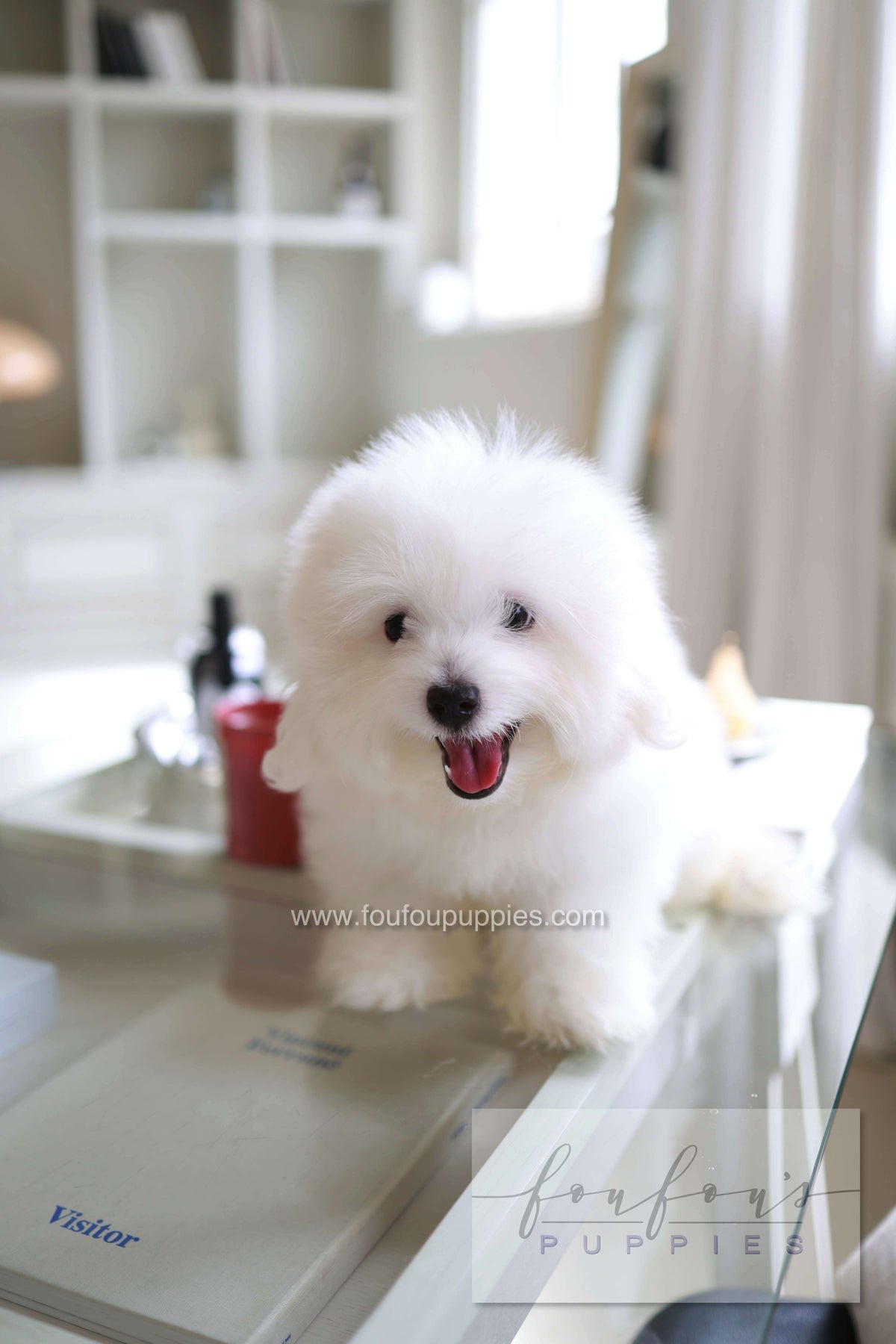 Barney - Coton De Tulear M.