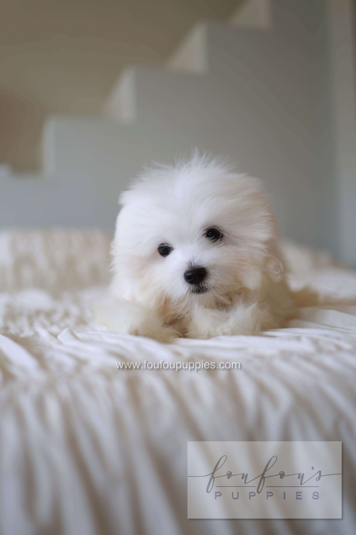Barney - Coton De Tulear M.