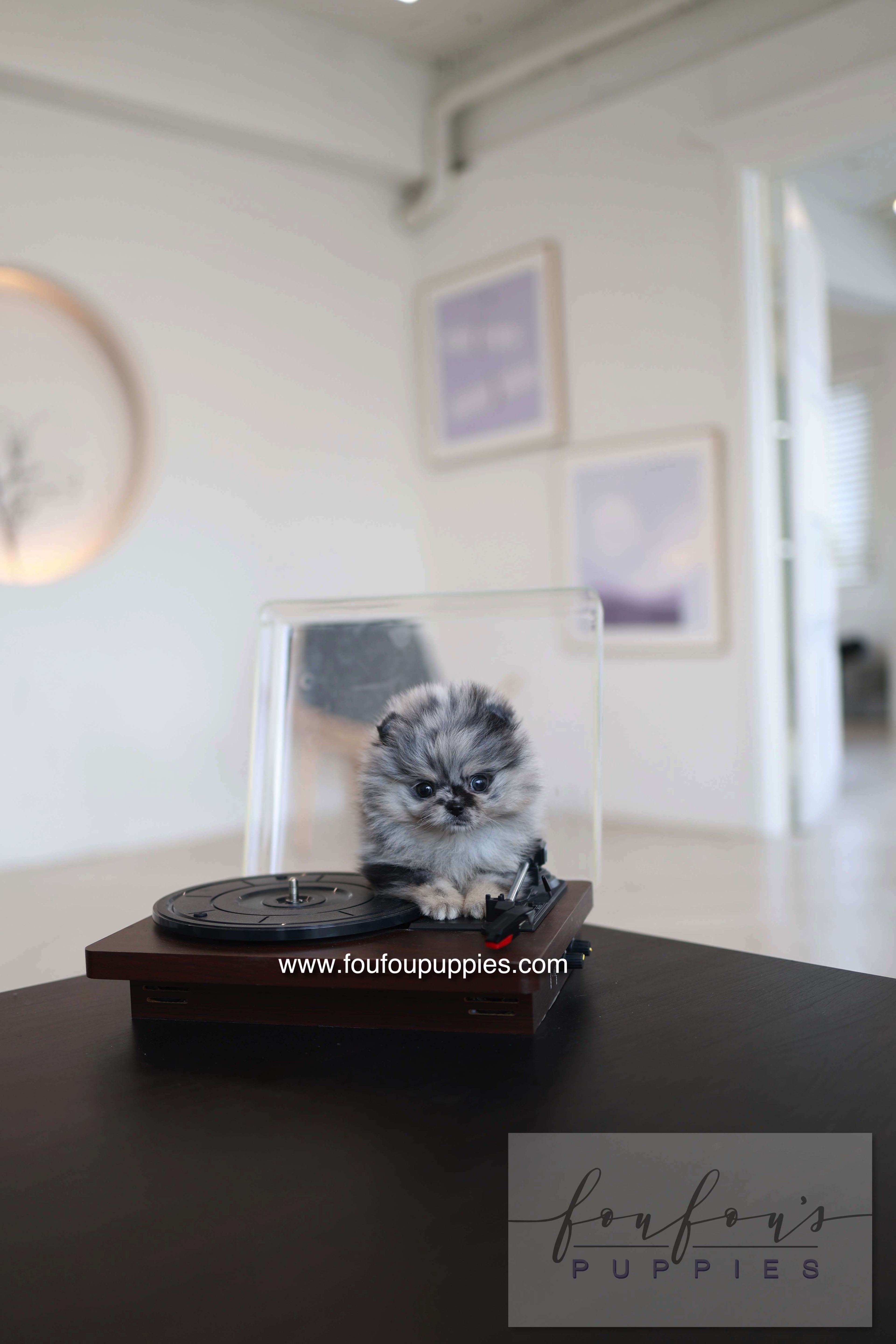 Clyde - Pomeranian M.