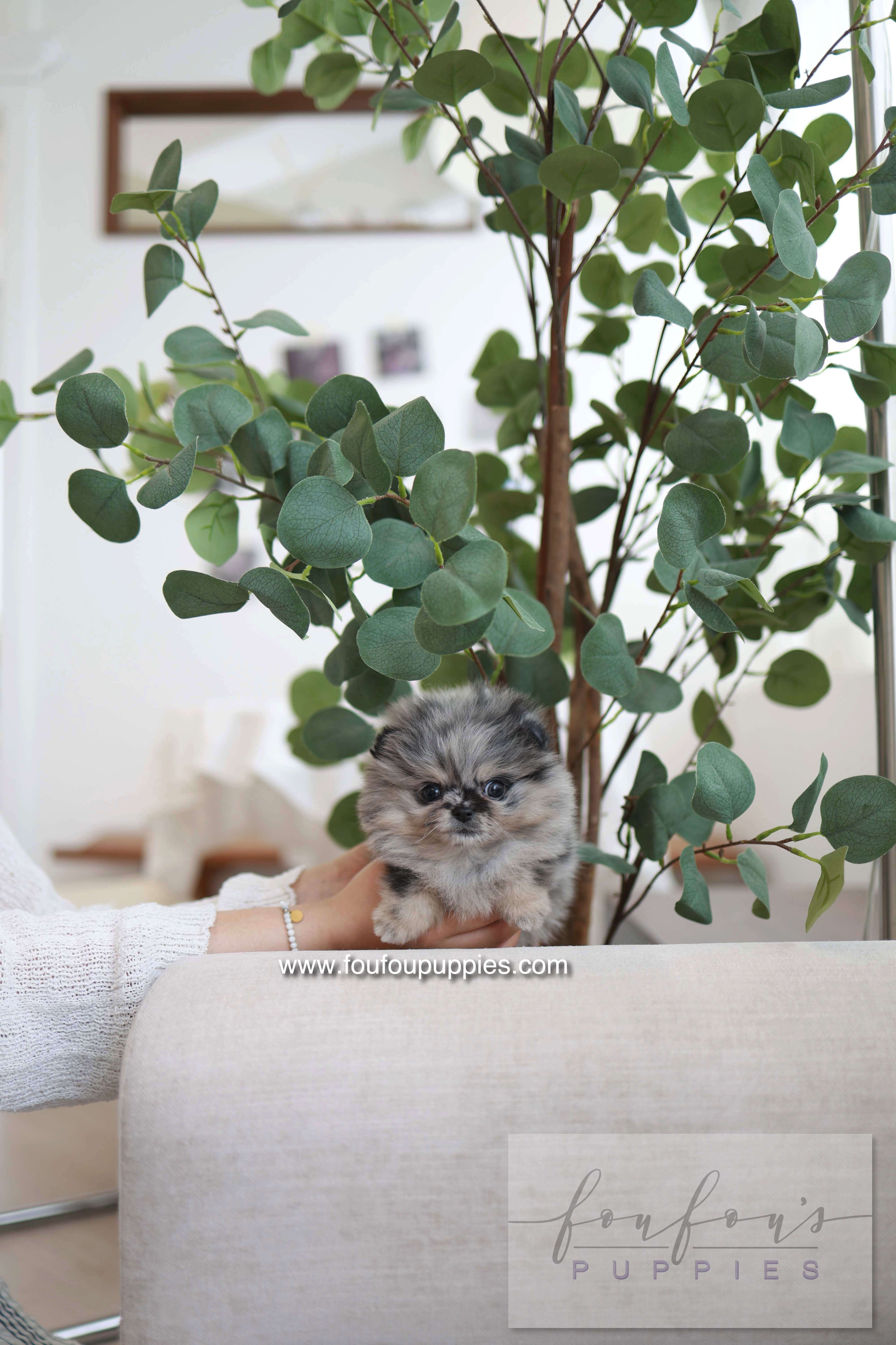 Clyde - Pomeranian M.