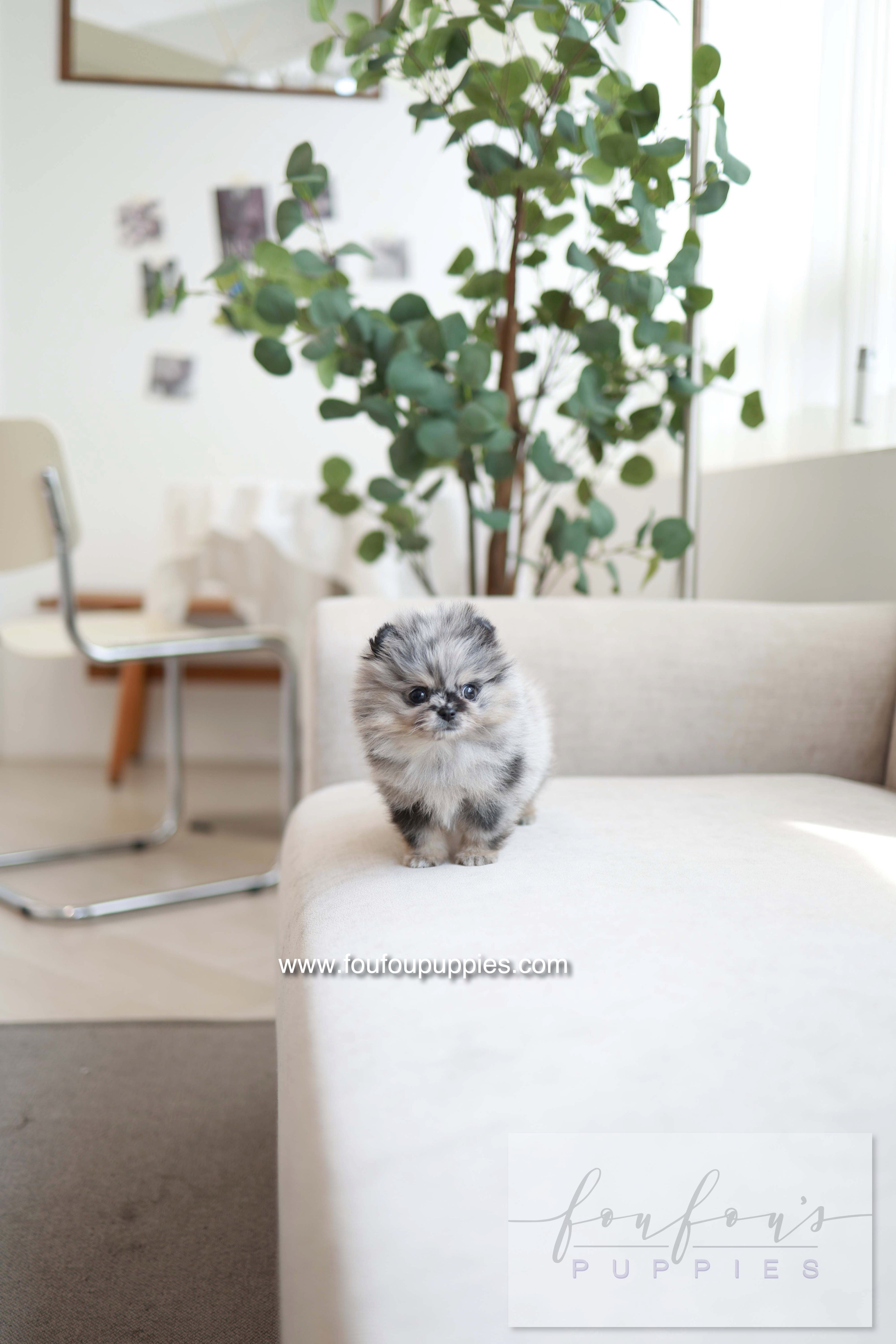 Clyde - Pomeranian M.